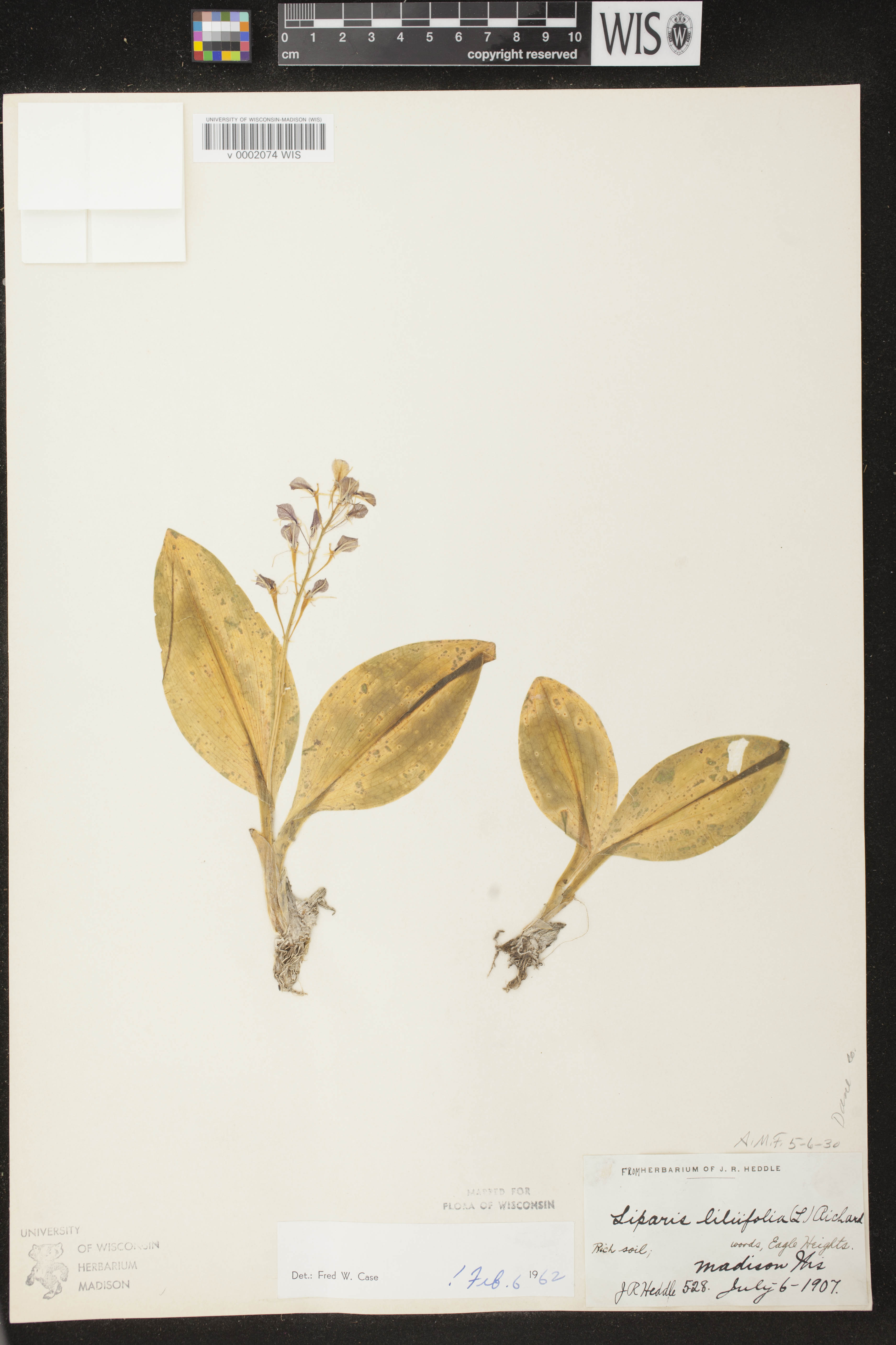 Liparis liliifolia image