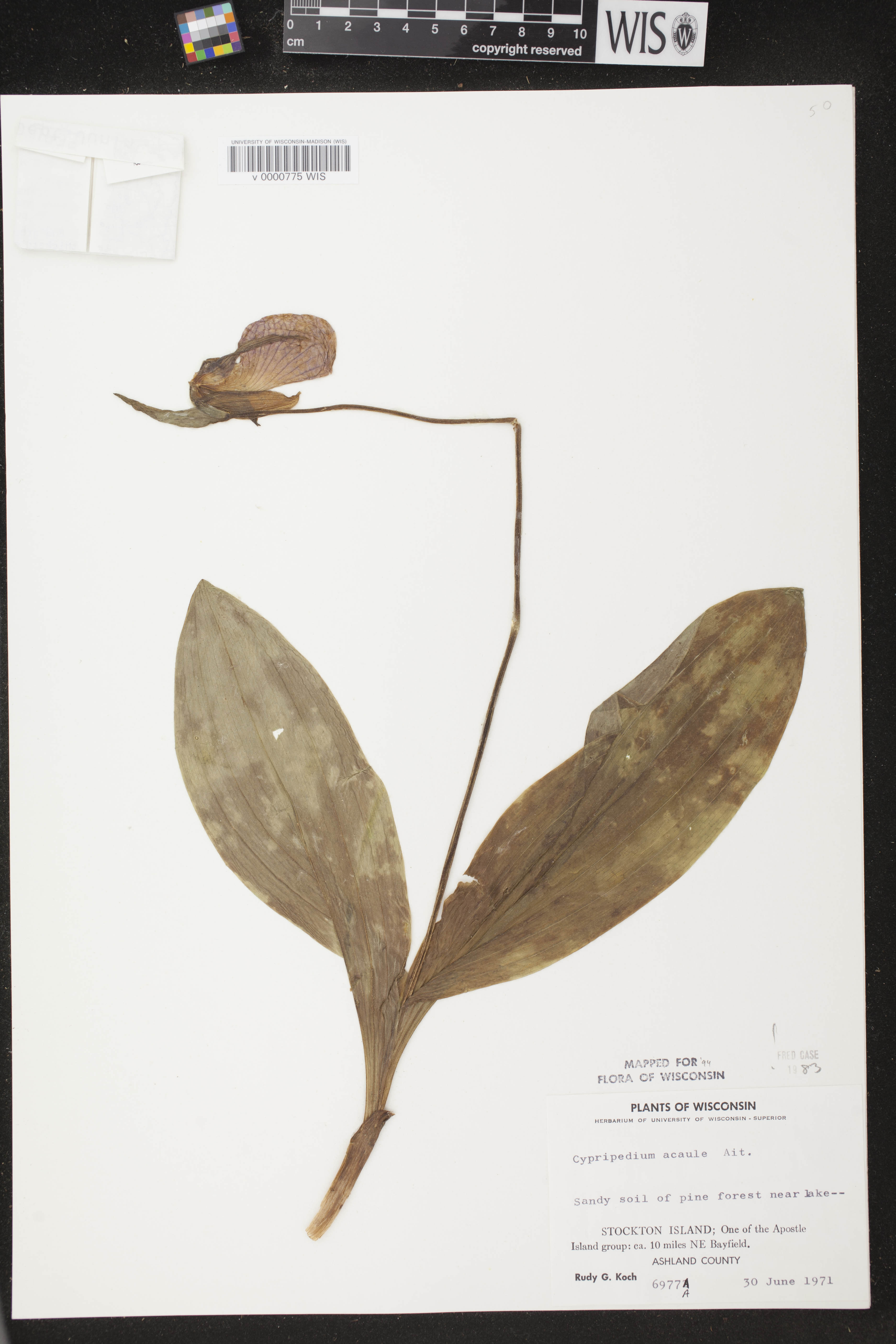 Cypripedium acaule image