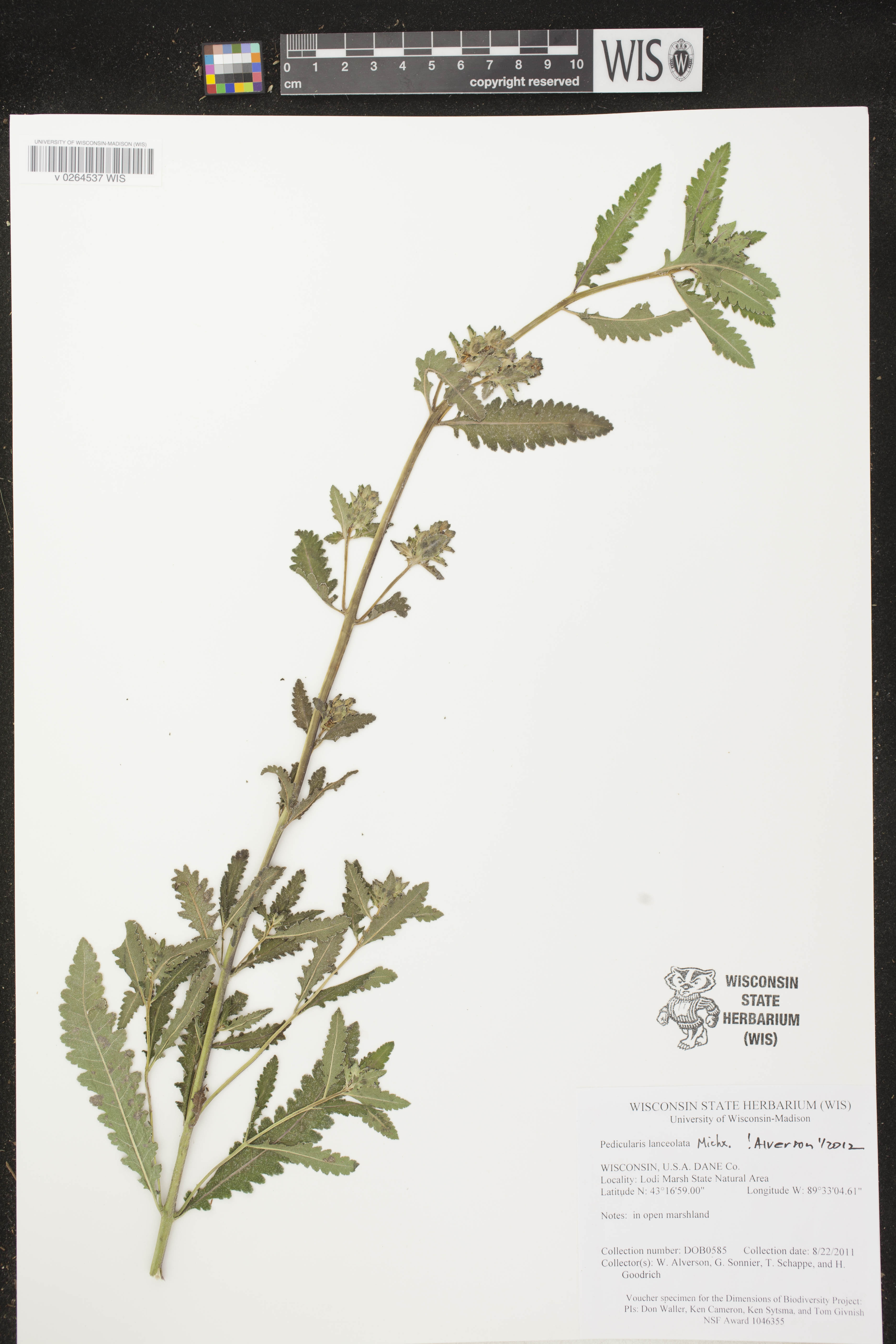 Pedicularis lanceolata image