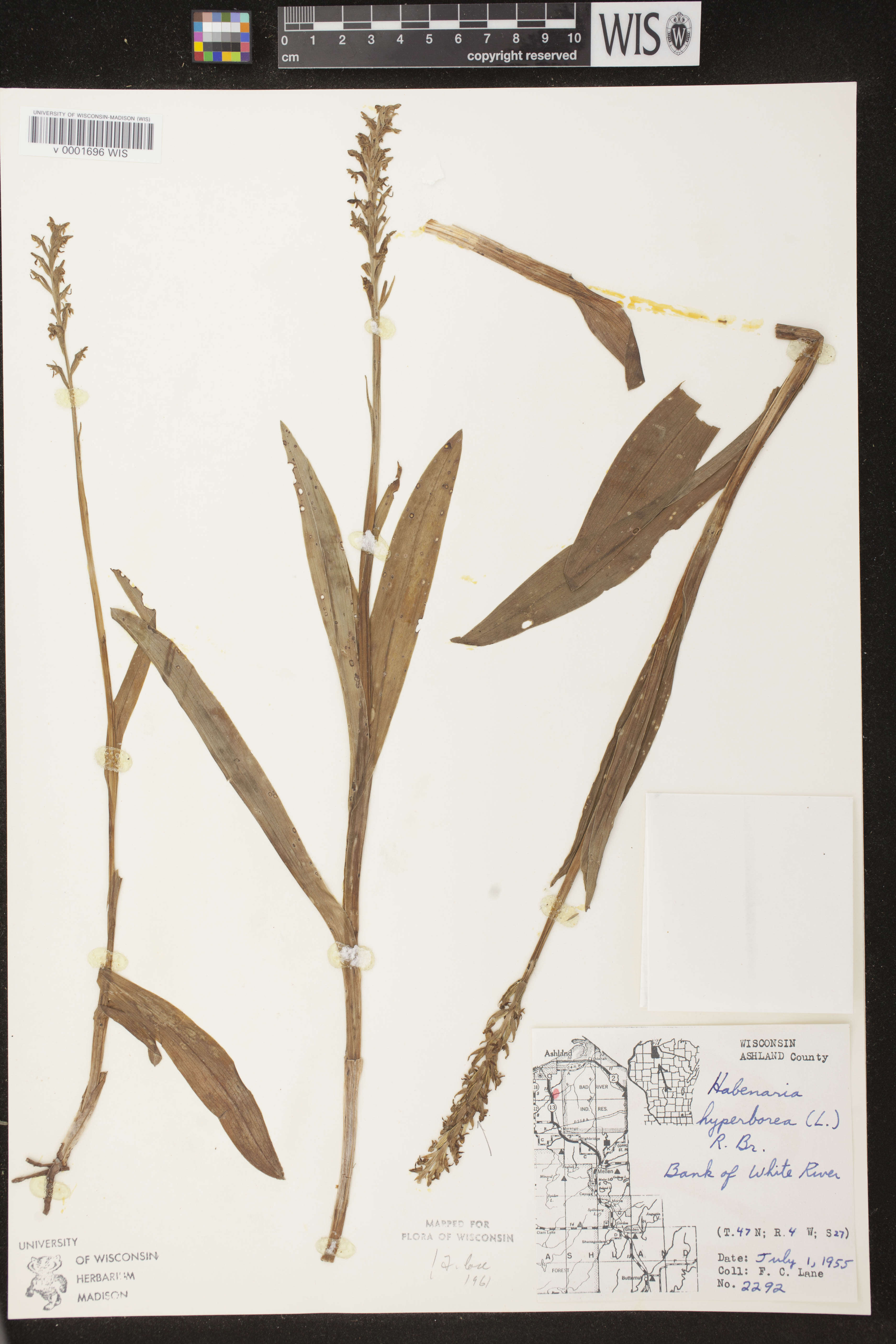 Platanthera huronensis image