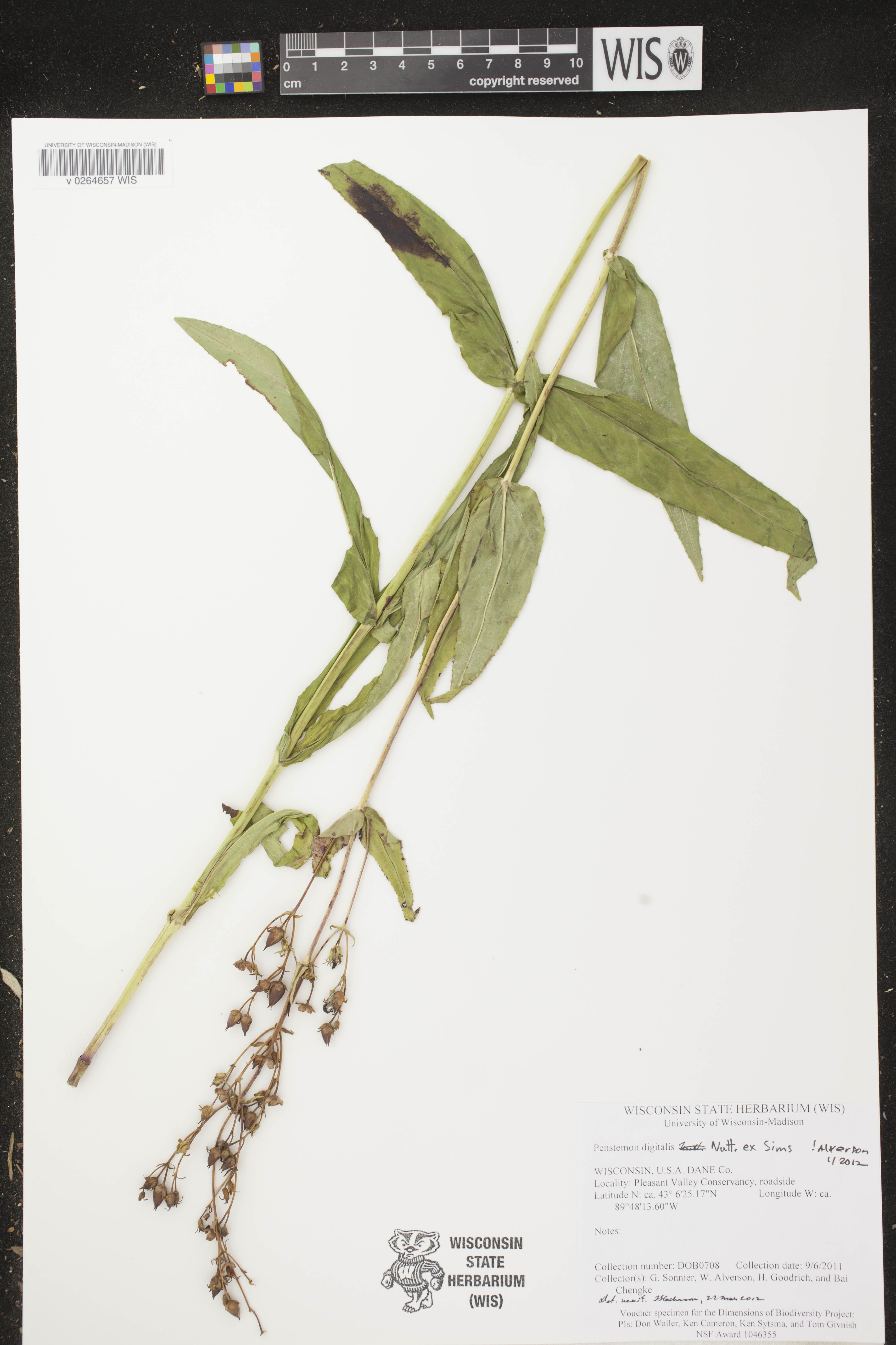 Penstemon digitalis image