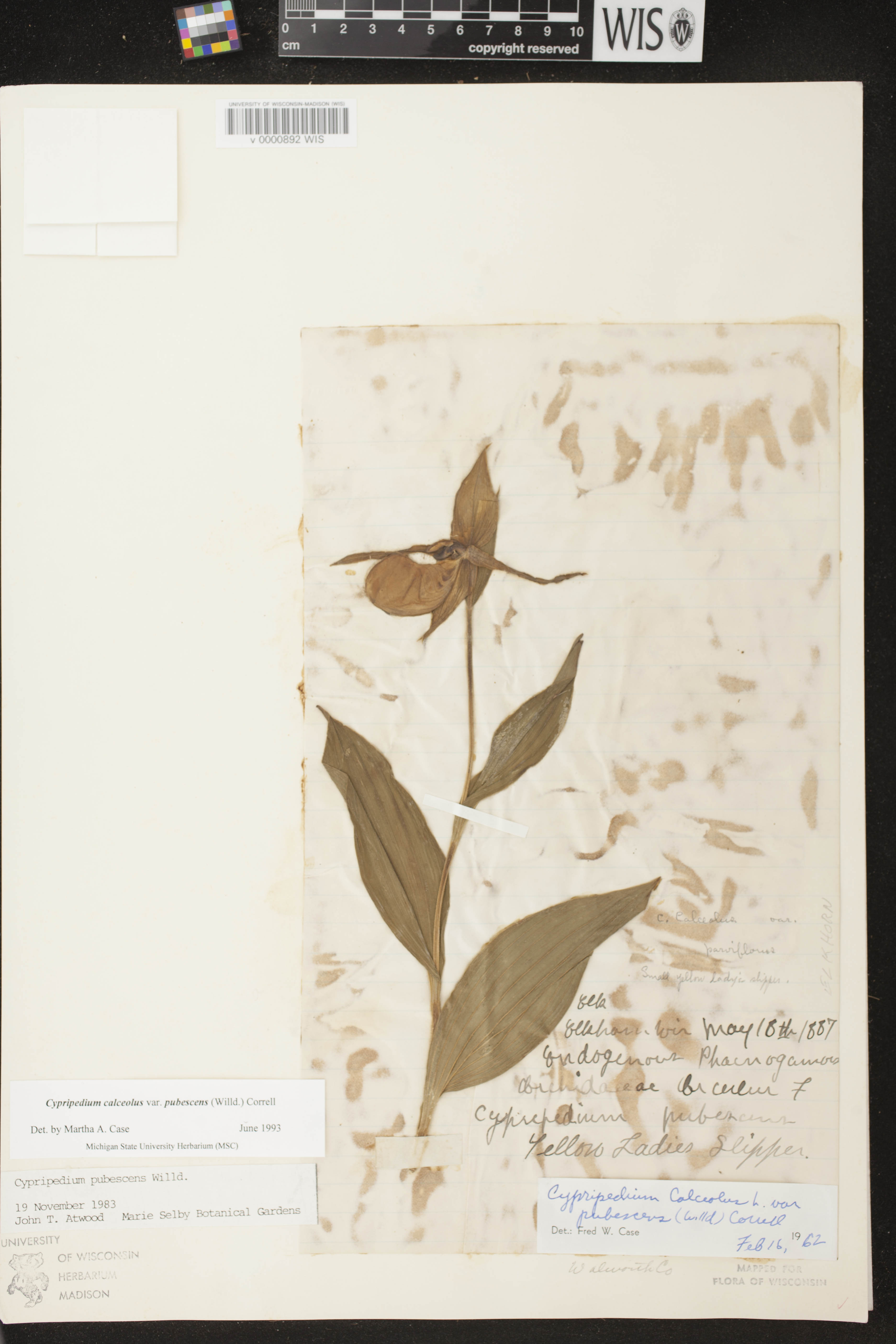 Cypripedium parviflorum image