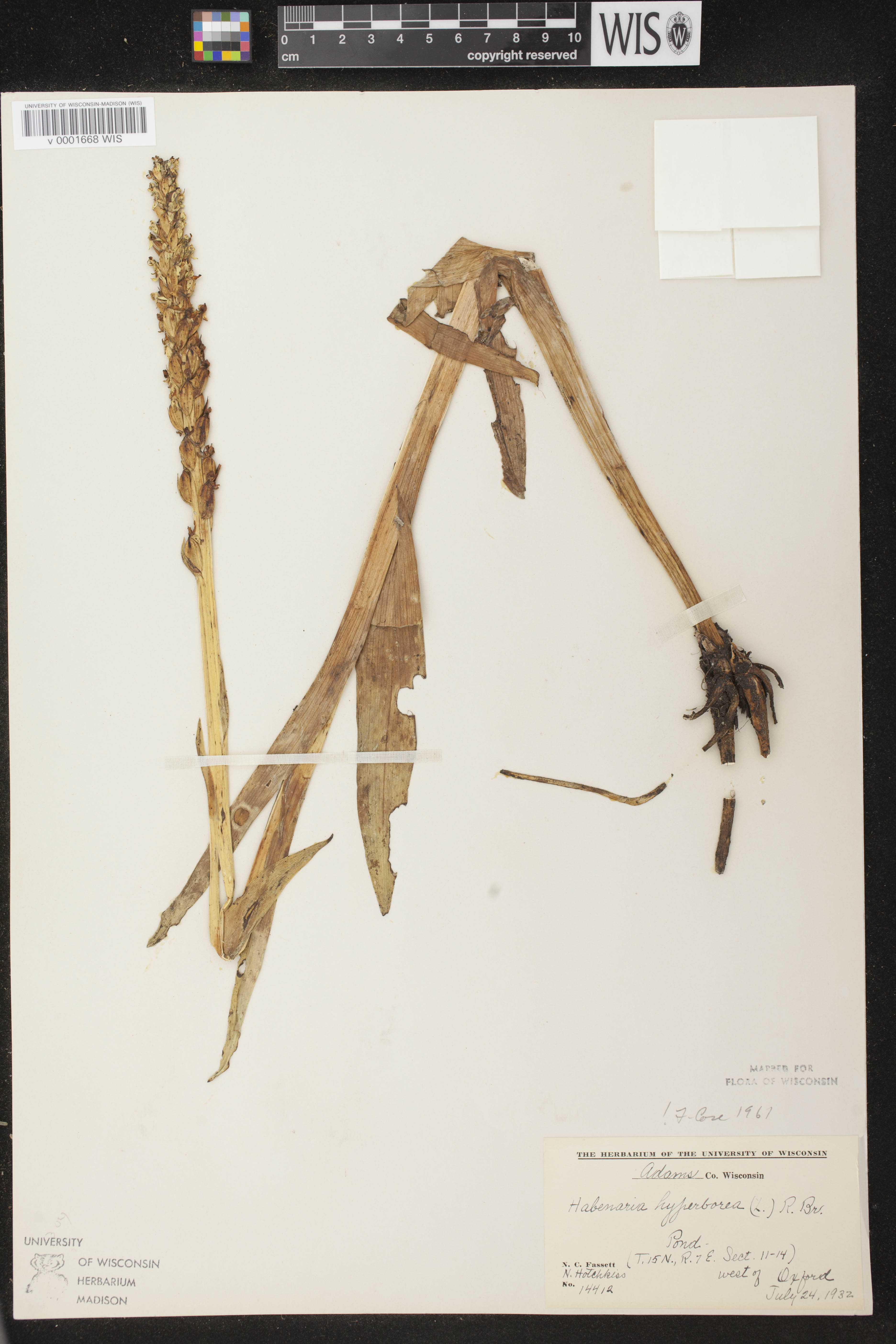 Platanthera huronensis image