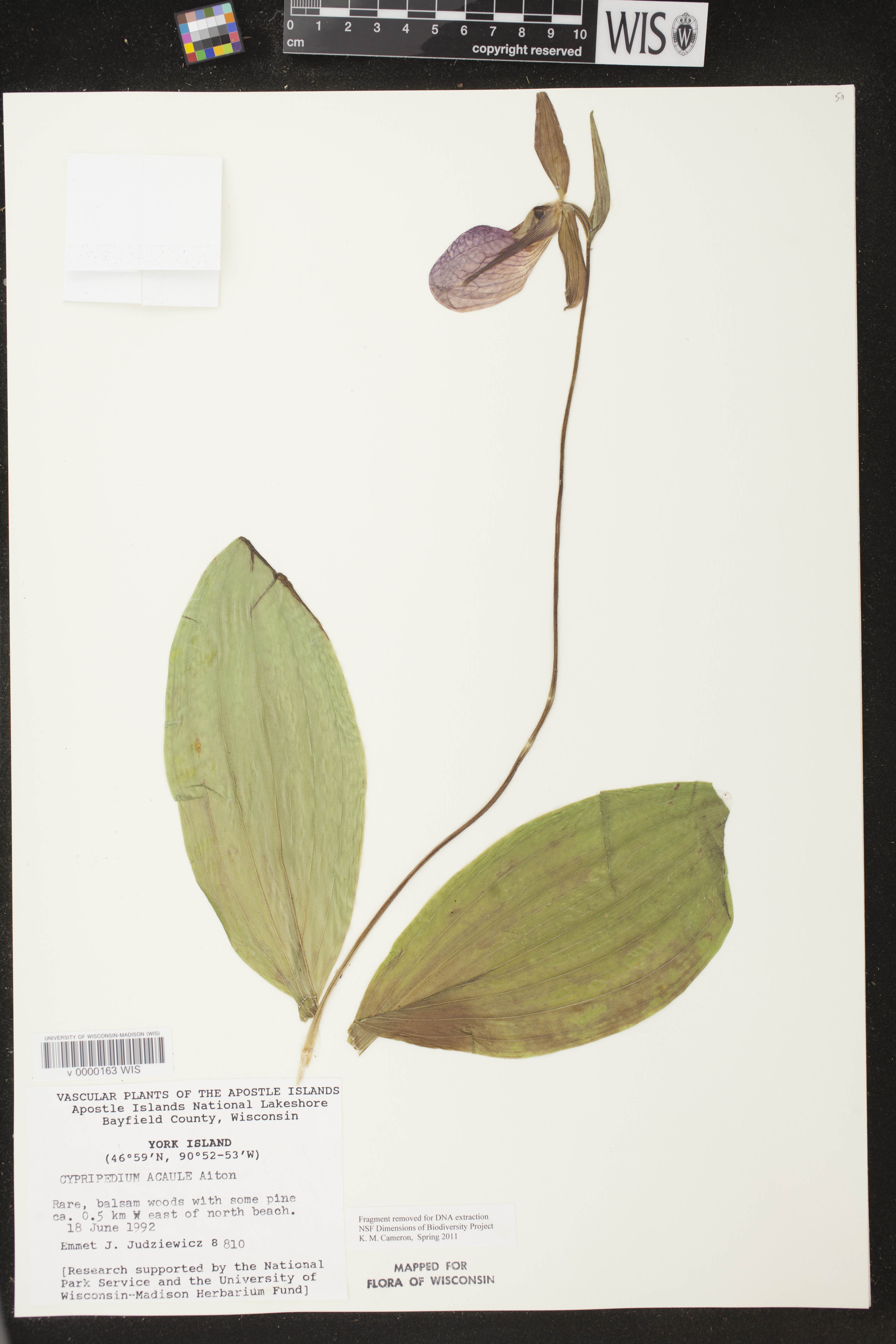 Cypripedium acaule image