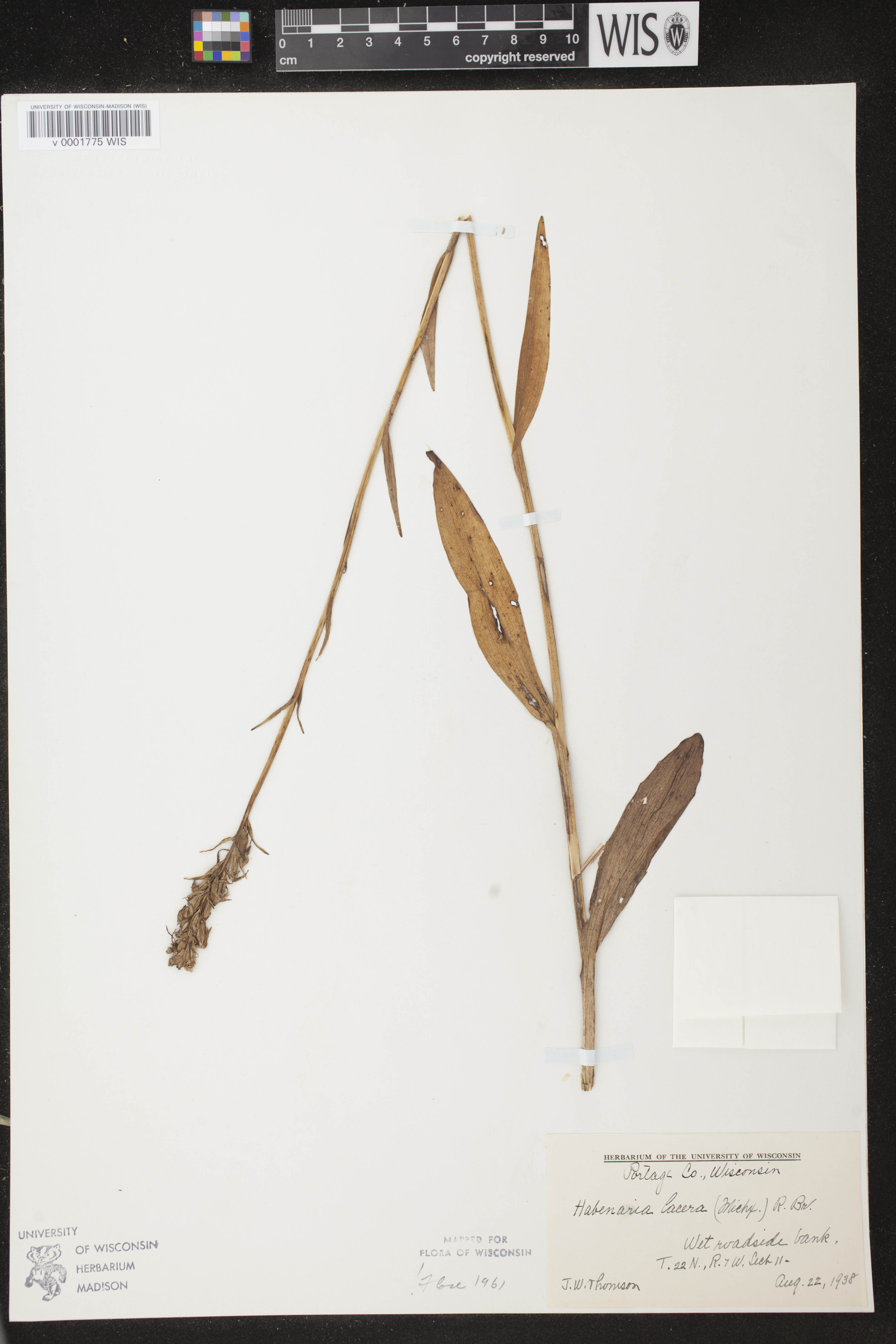 Platanthera lacera image