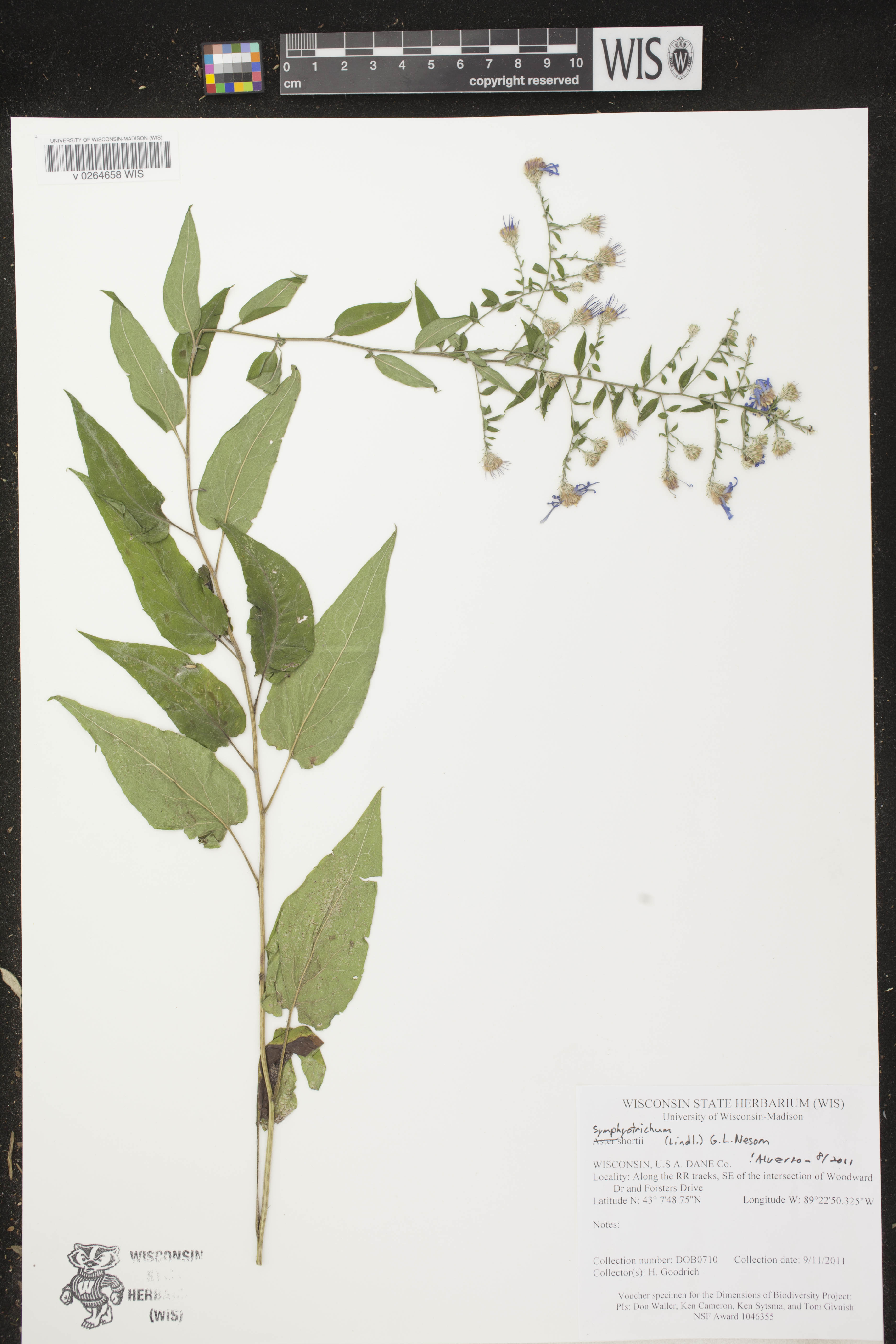 Symphyotrichum shortii image