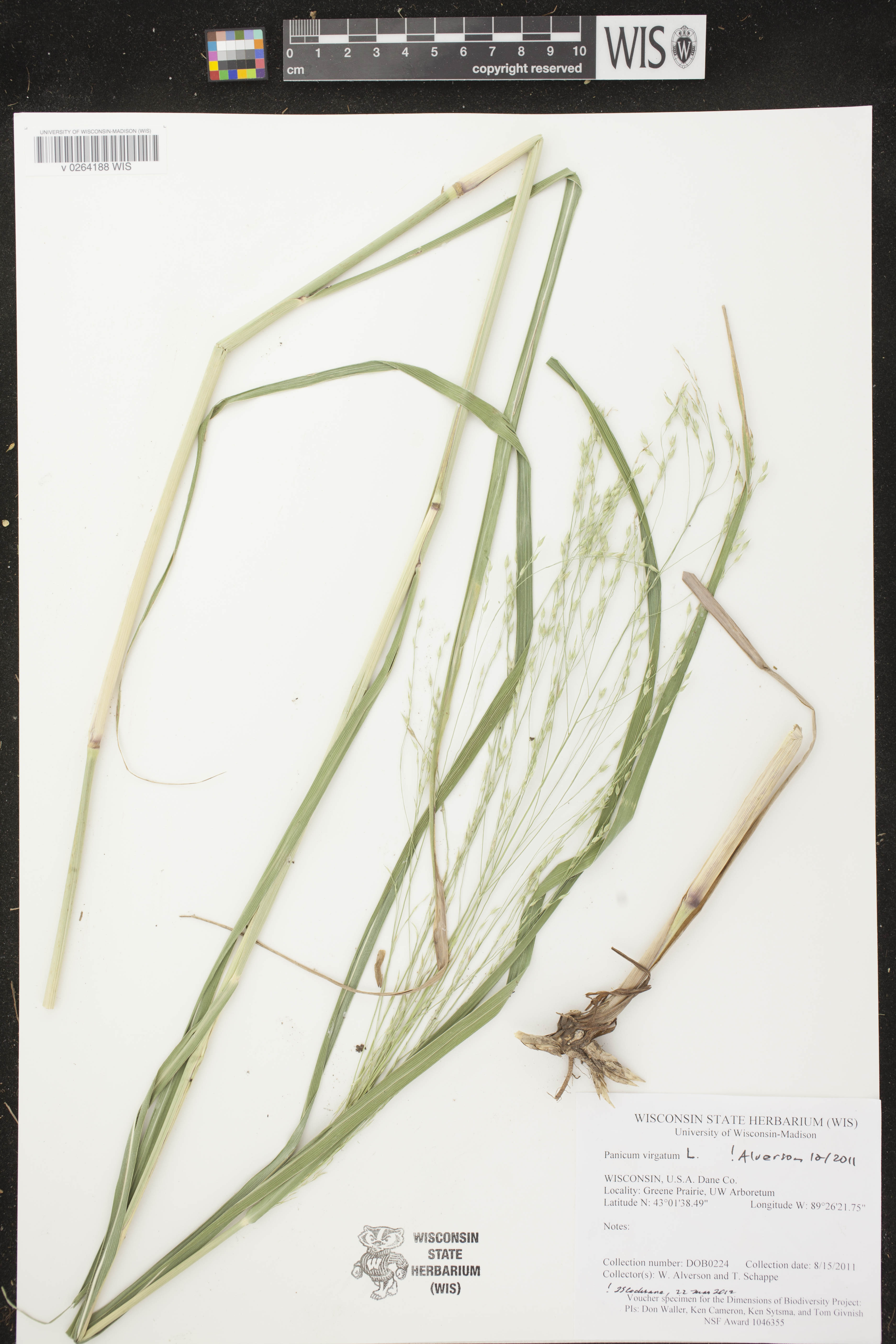 Panicum virgatum image