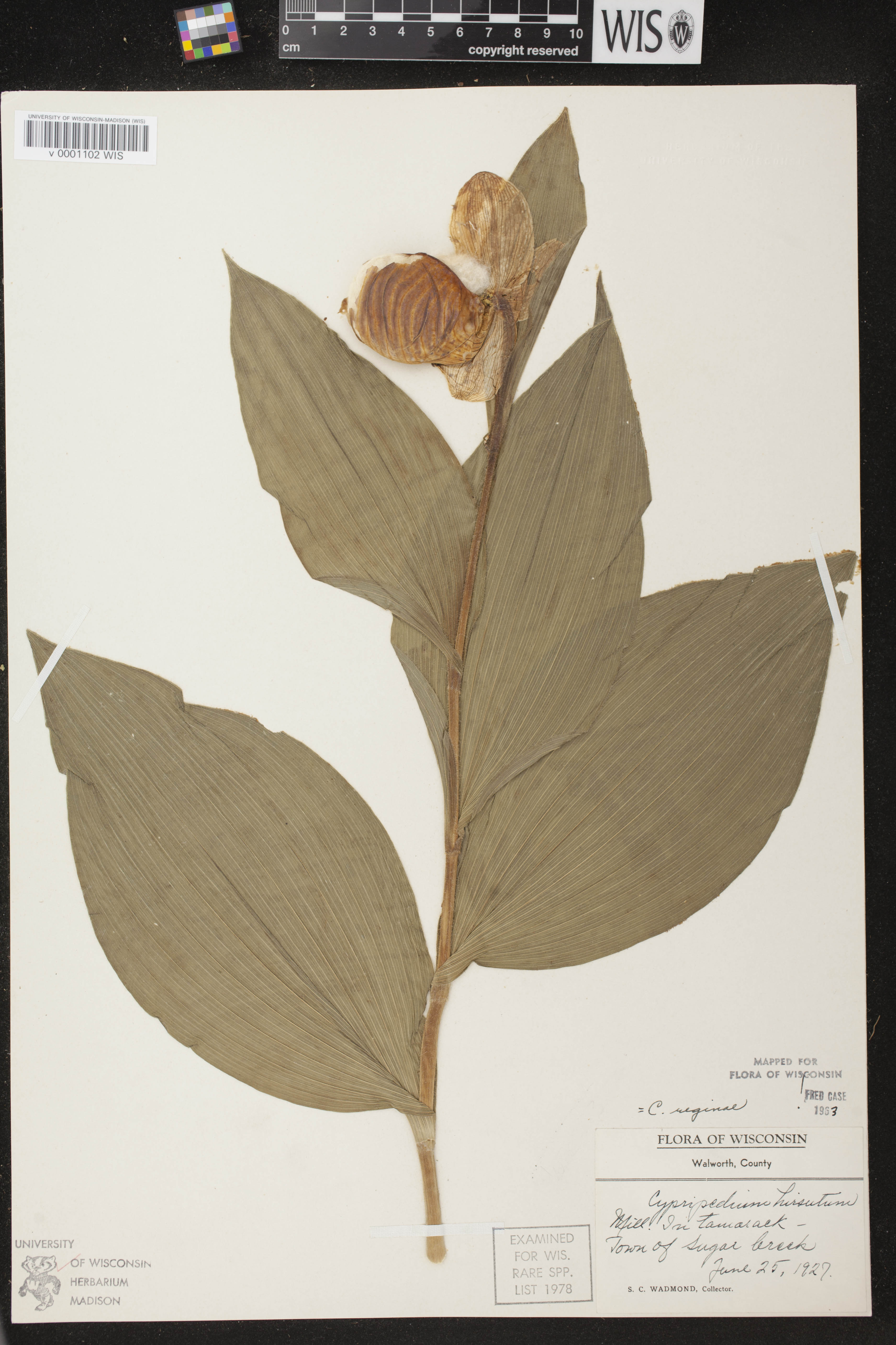 Cypripedium reginae image