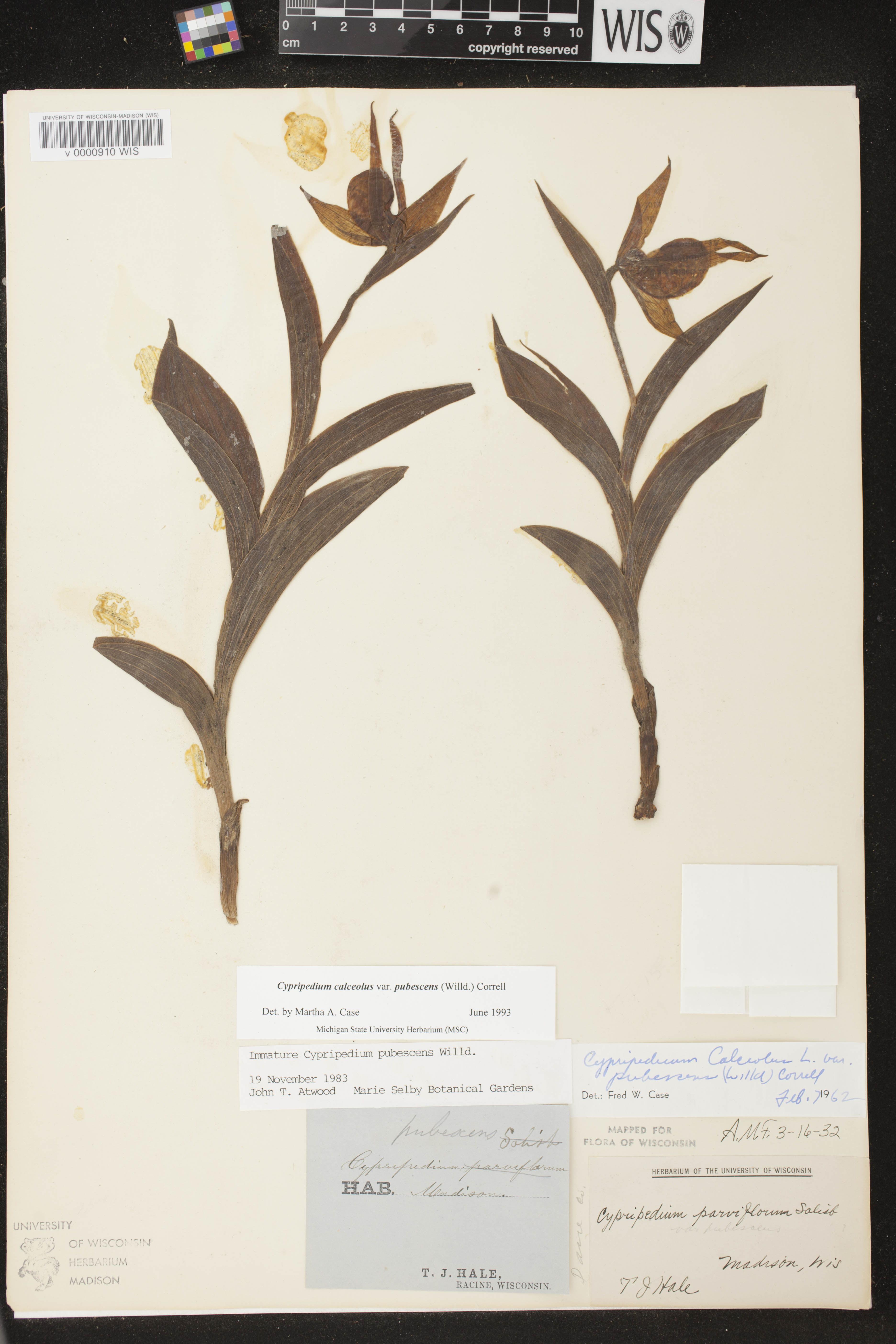 Cypripedium parviflorum var. pubescens image
