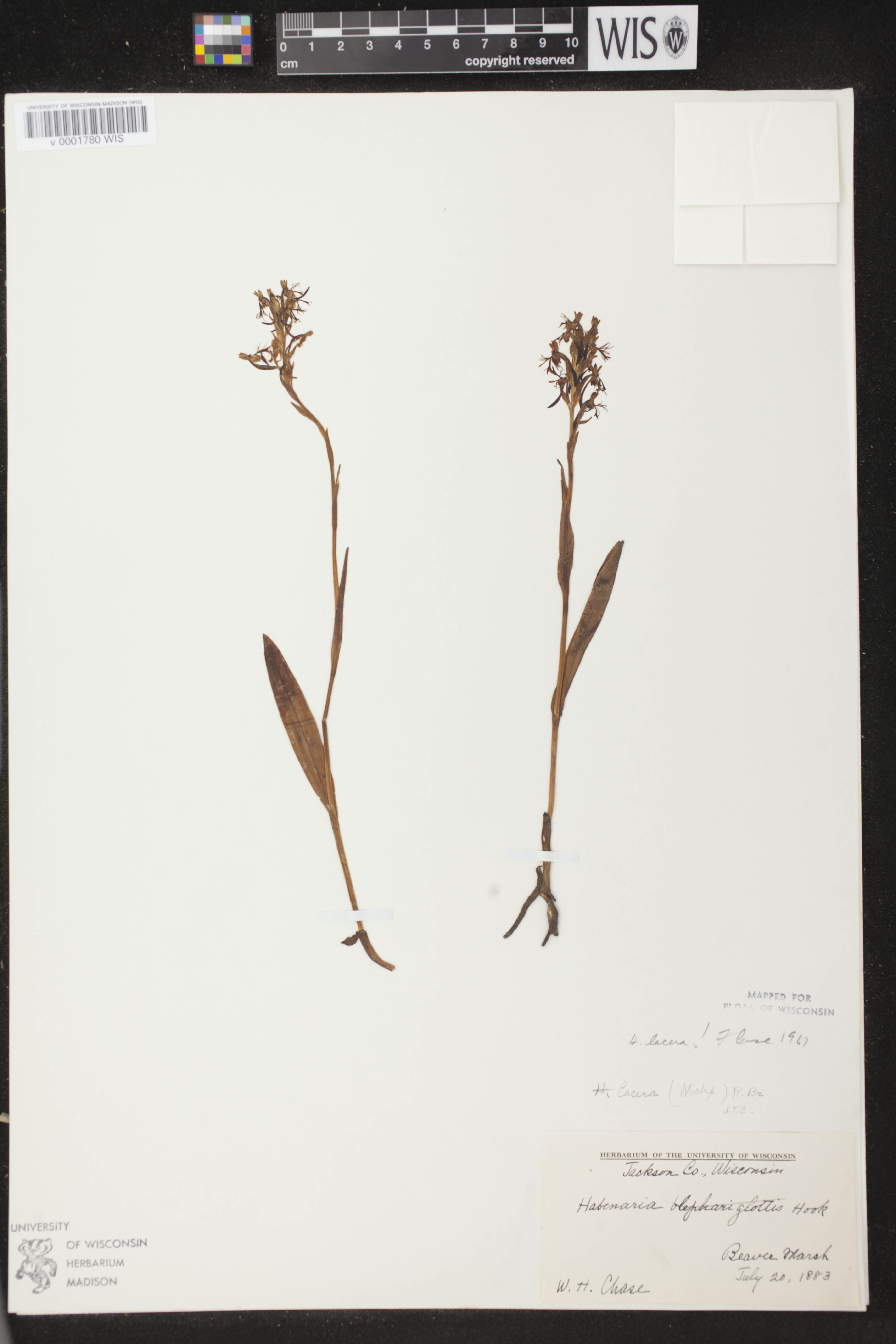 Platanthera lacera image