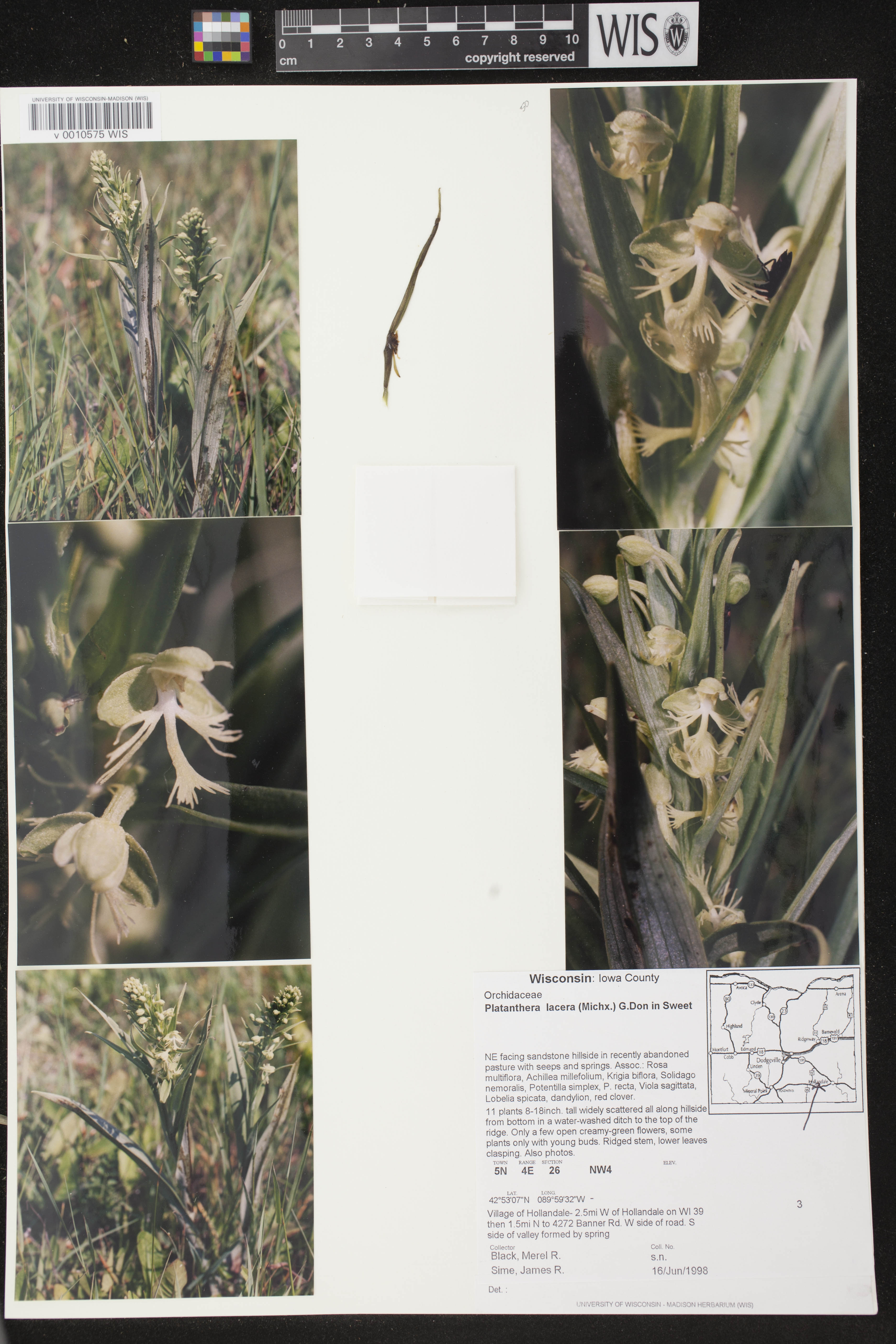 Platanthera lacera image