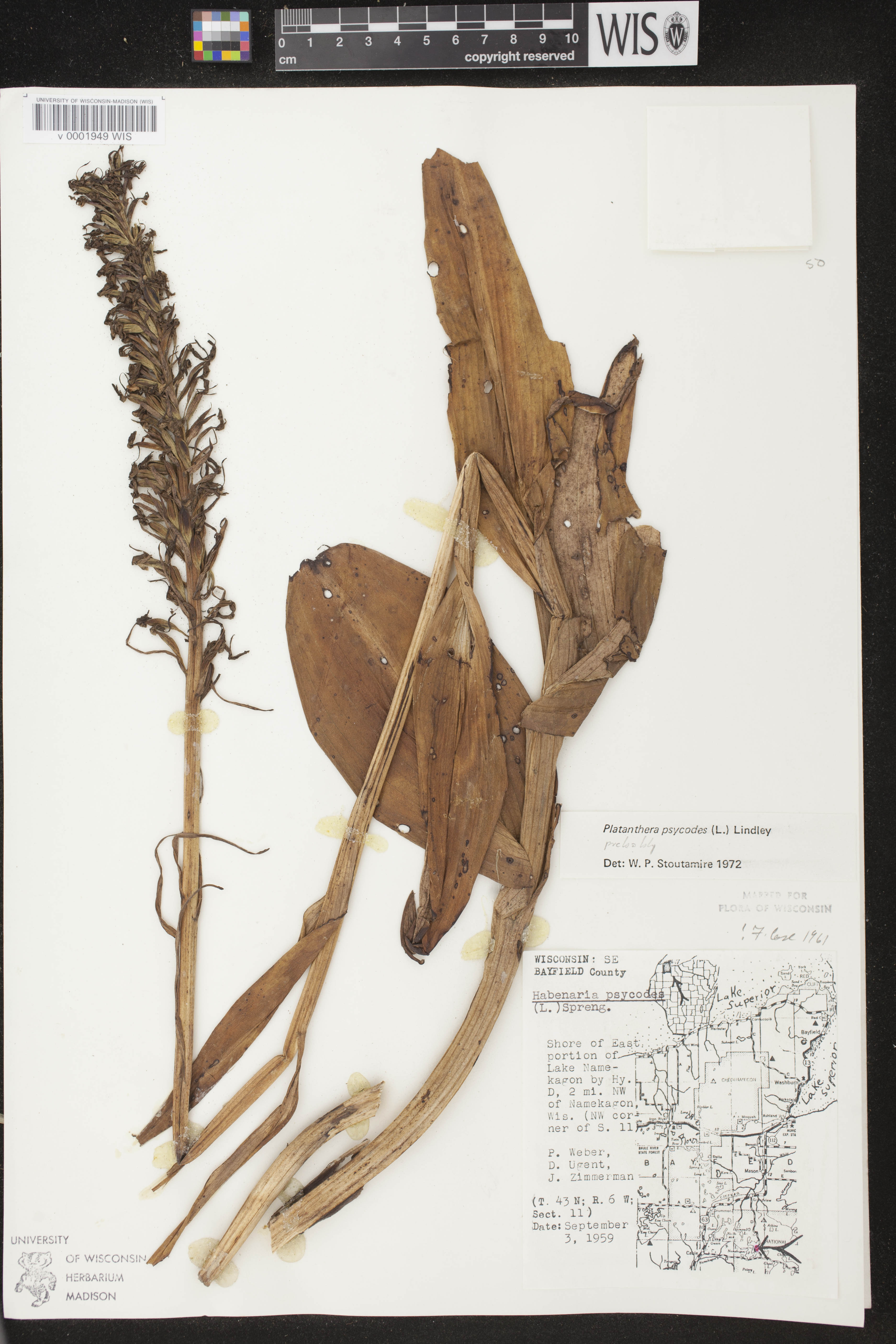 Platanthera psycodes image