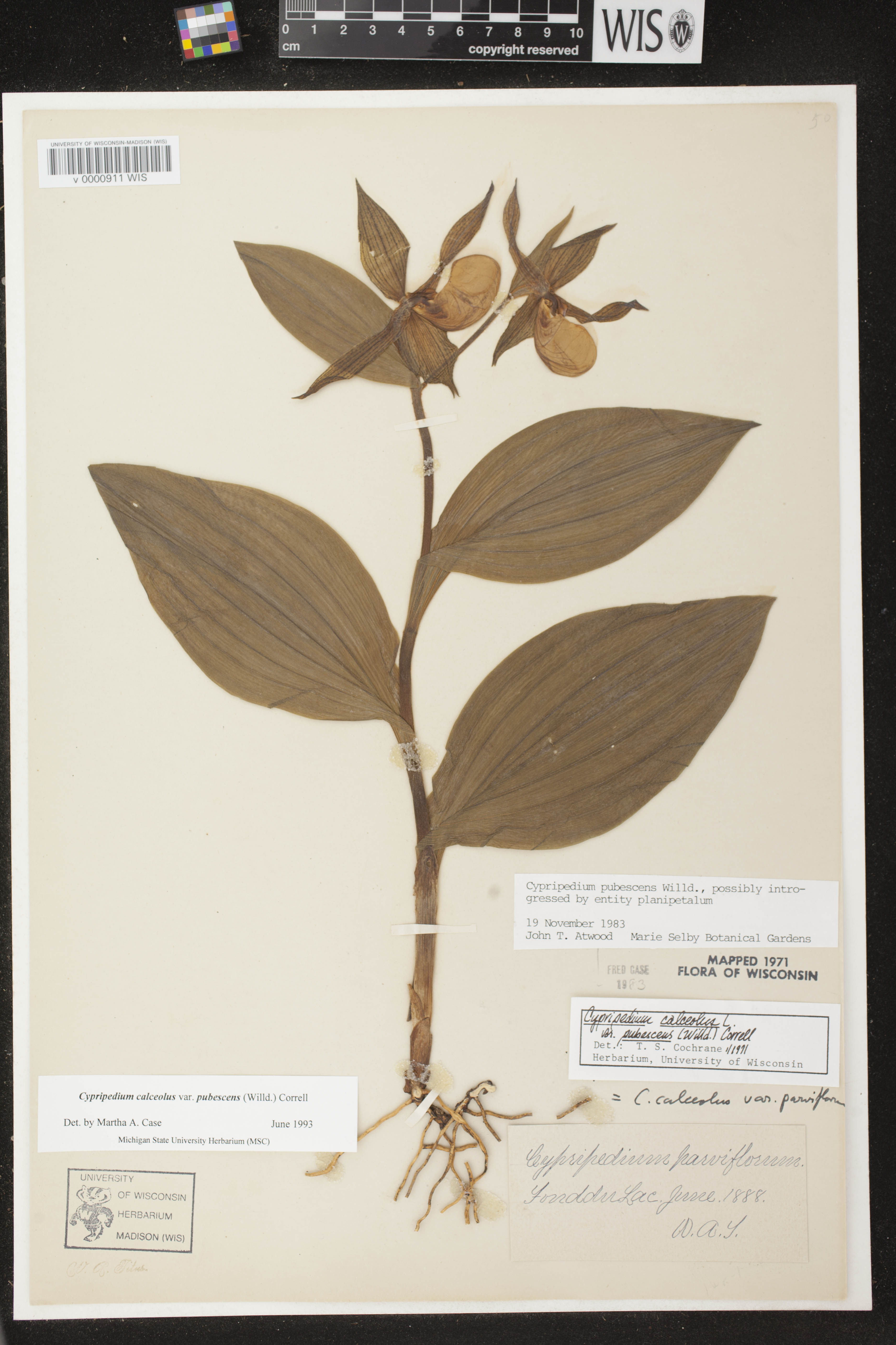 Cypripedium parviflorum var. pubescens image