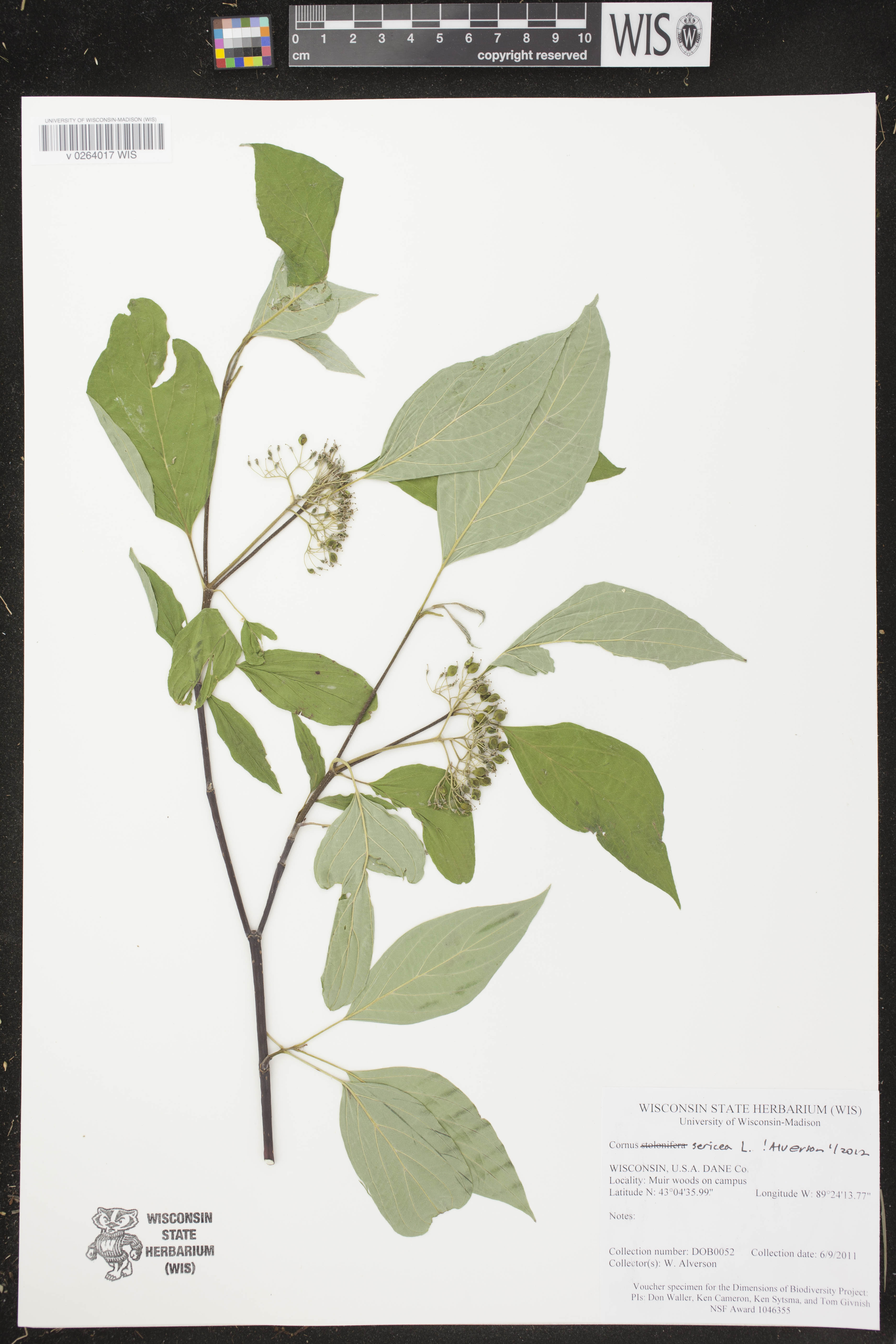 Cornus sericea image