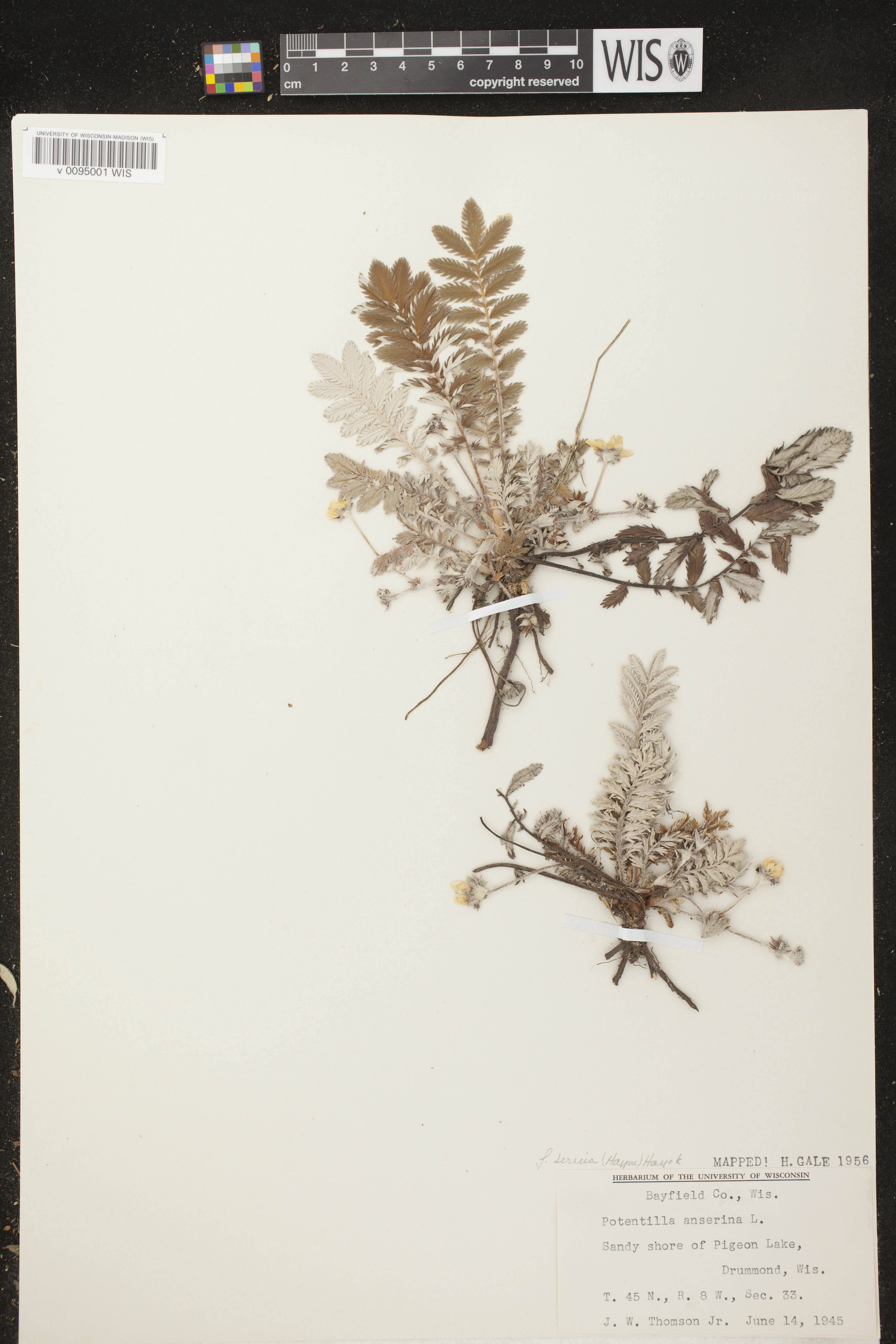 Potentilla anserina subsp. anserina image