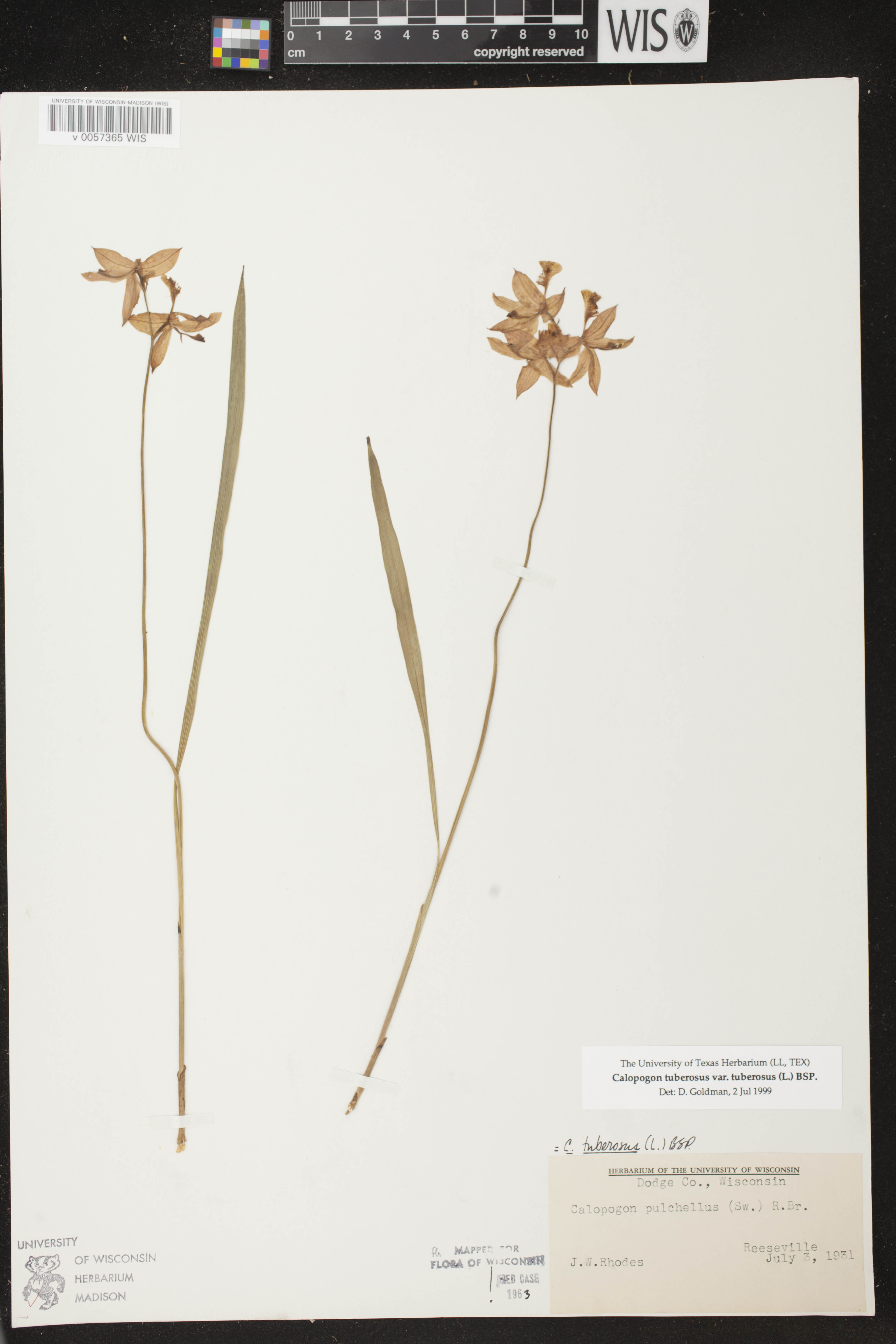 Calopogon tuberosus var. tuberosus image