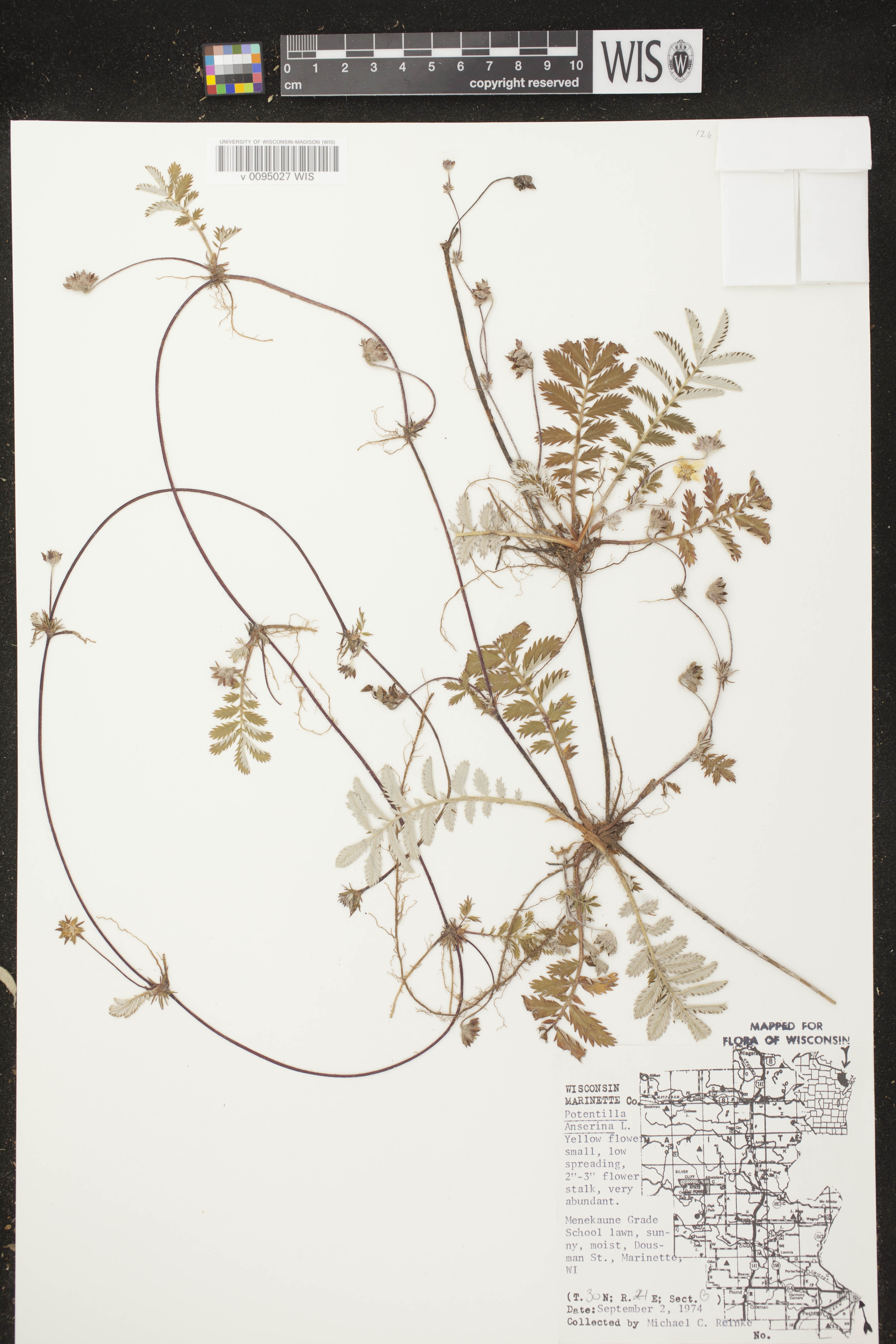 Potentilla anserina subsp. anserina image