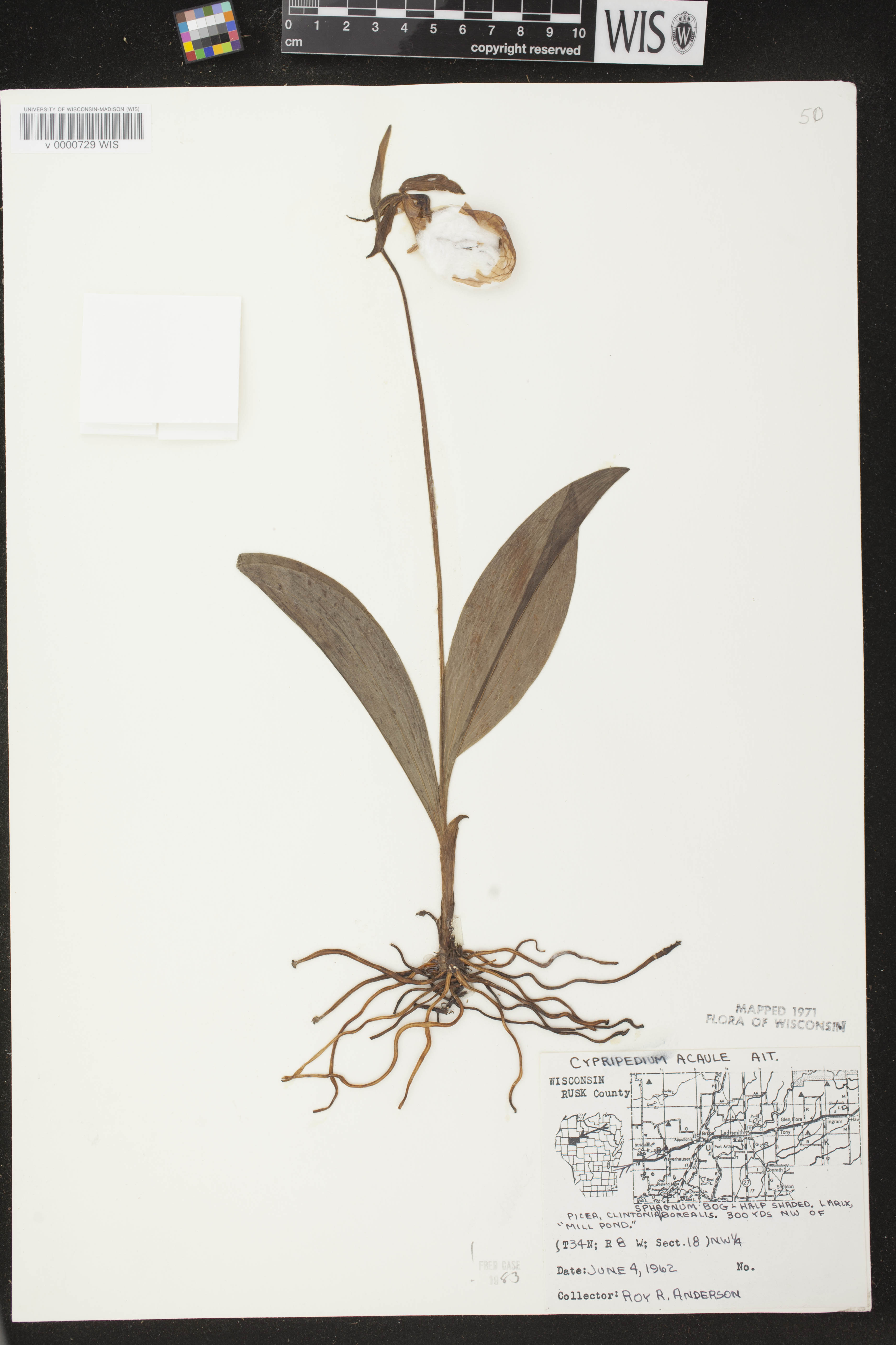 Cypripedium acaule image