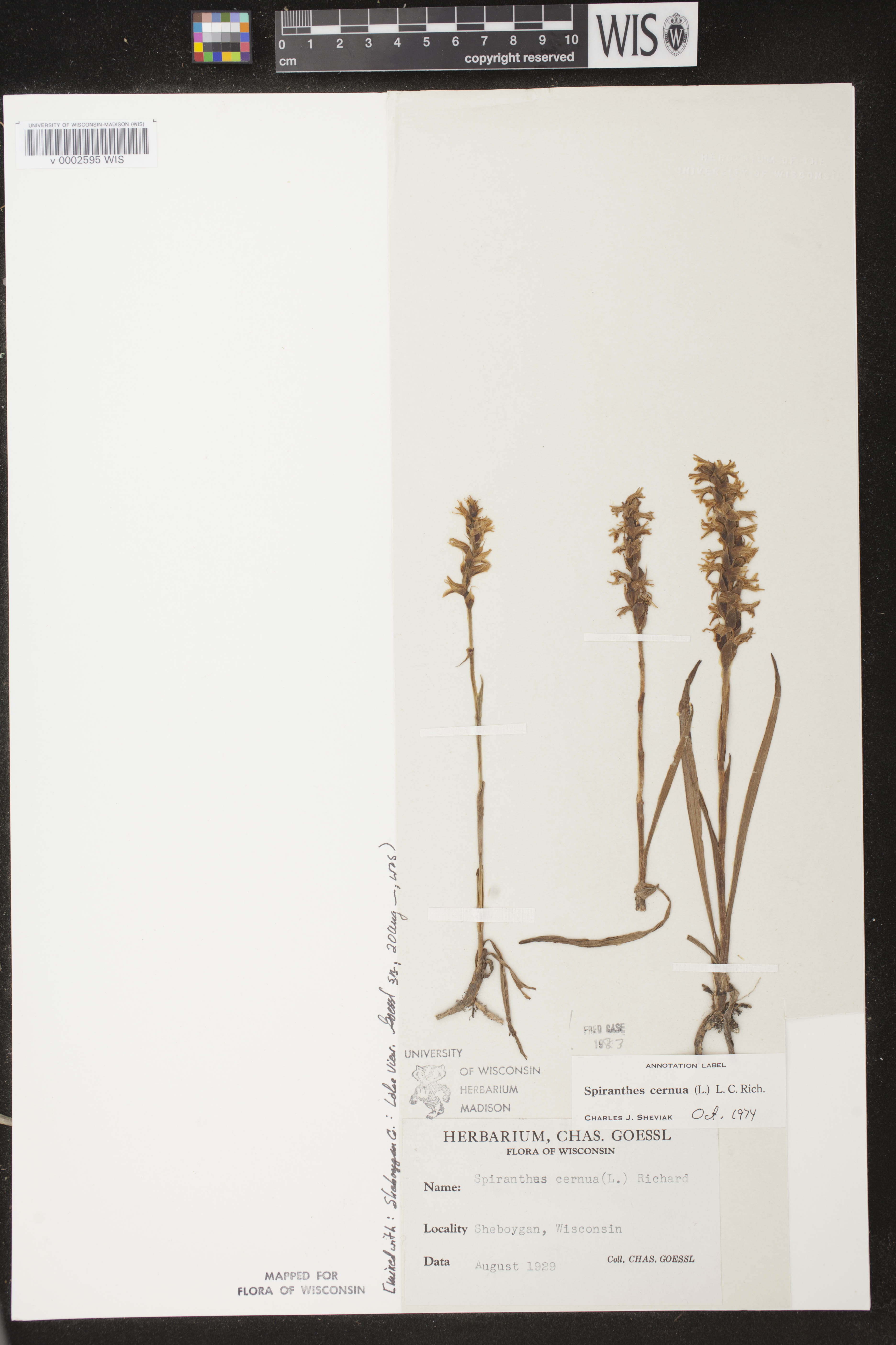 Spiranthes cernua image