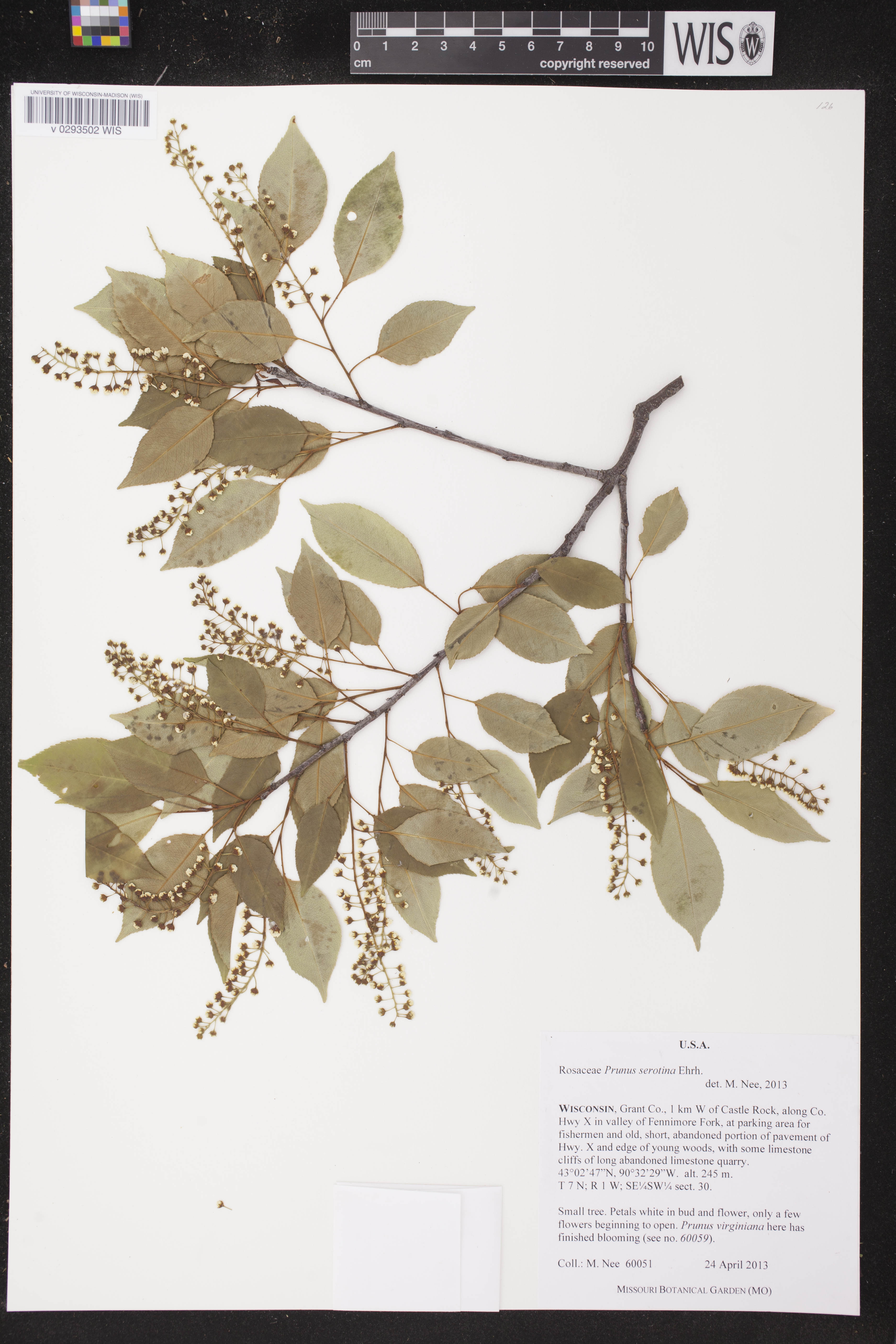 Prunus serotina image