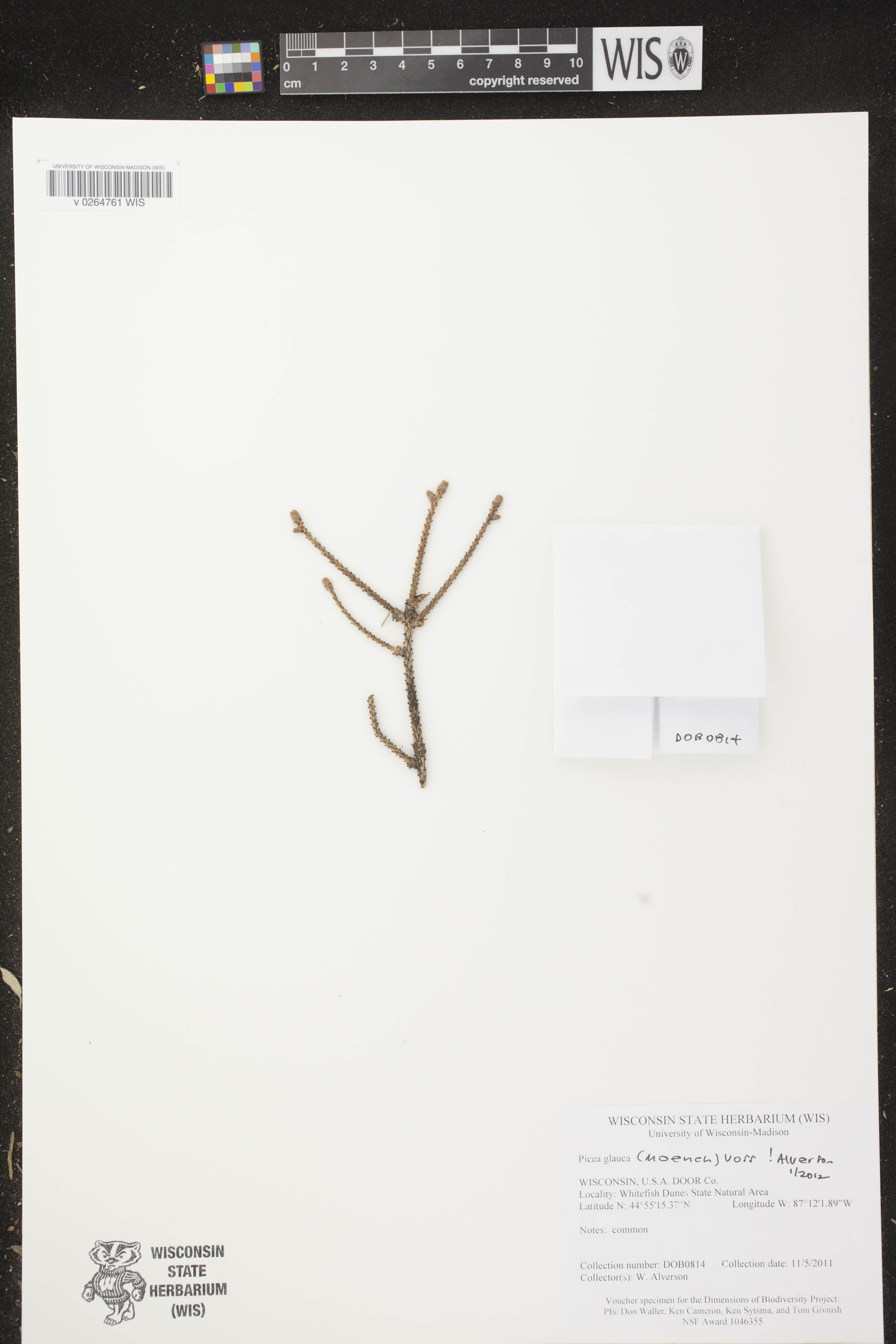 Picea glauca image