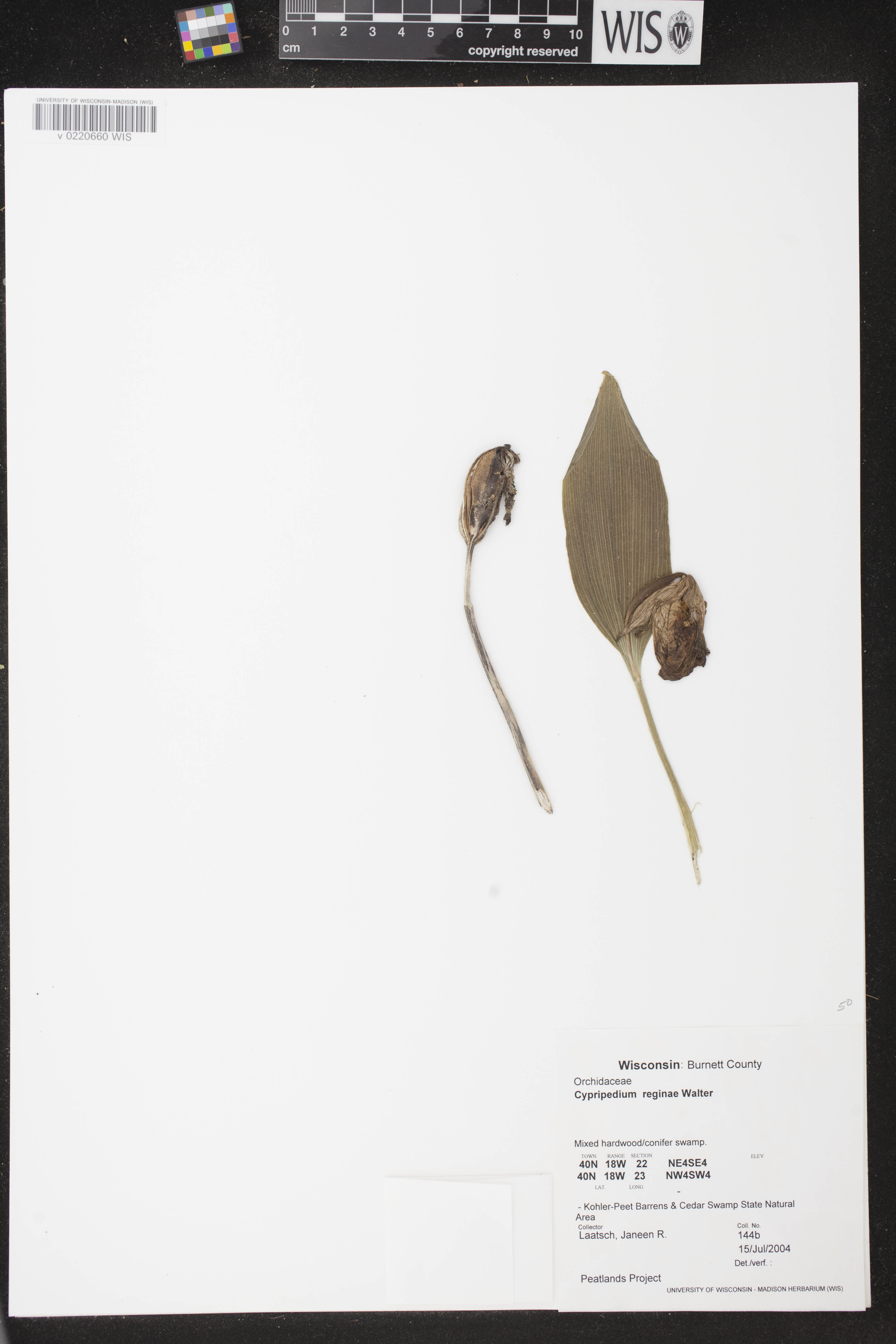 Cypripedium reginae image