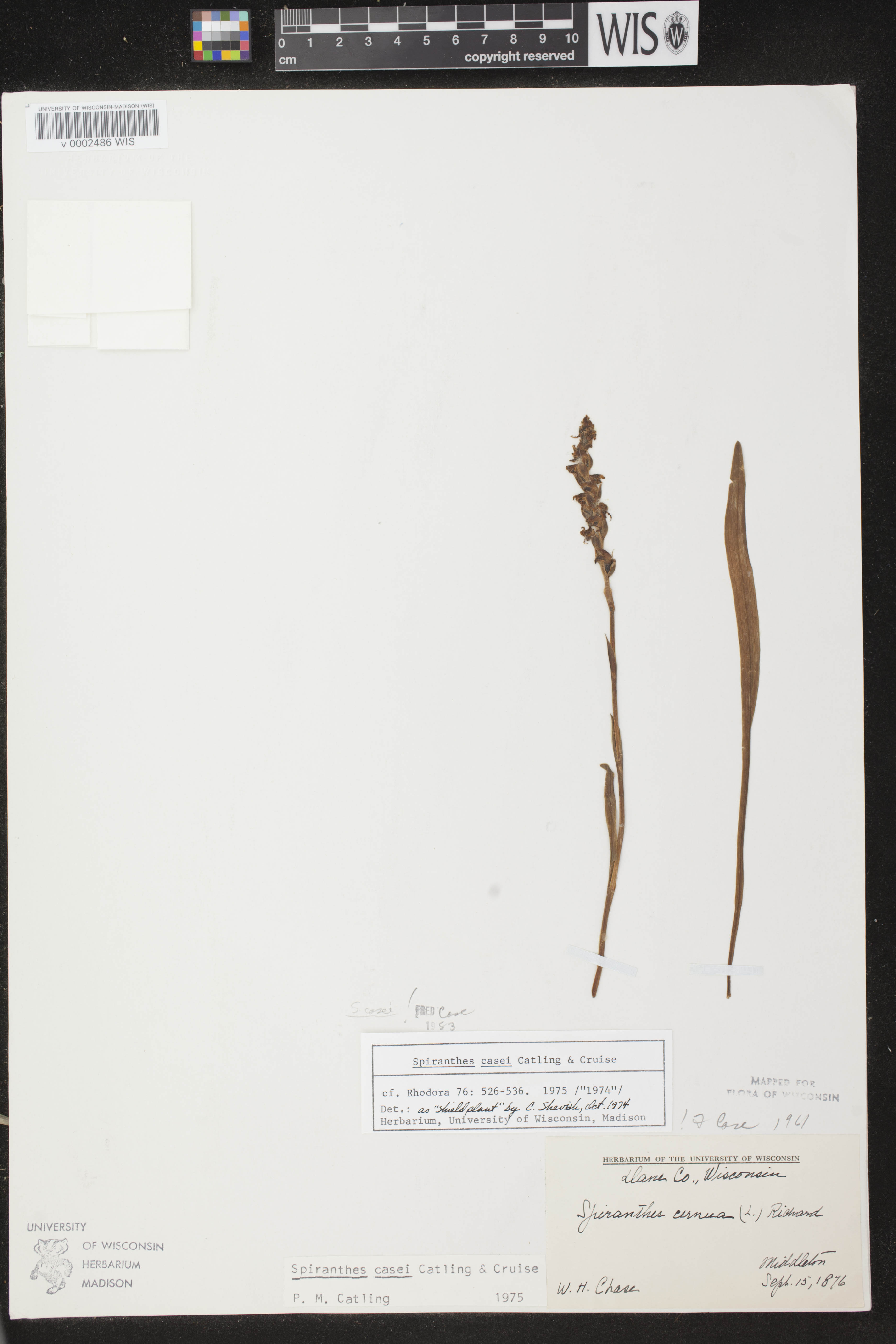 Spiranthes casei image