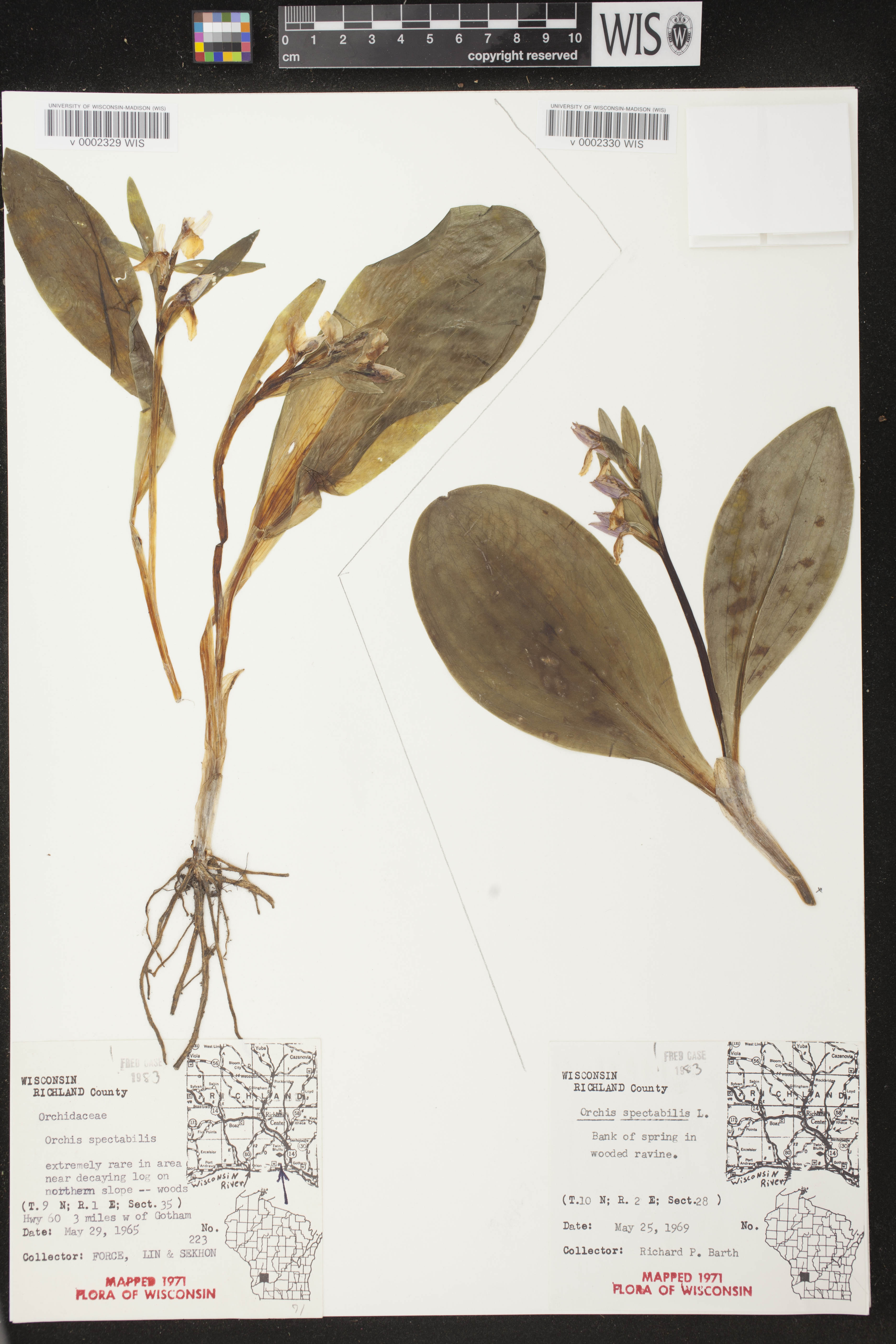 Galearis spectabilis image