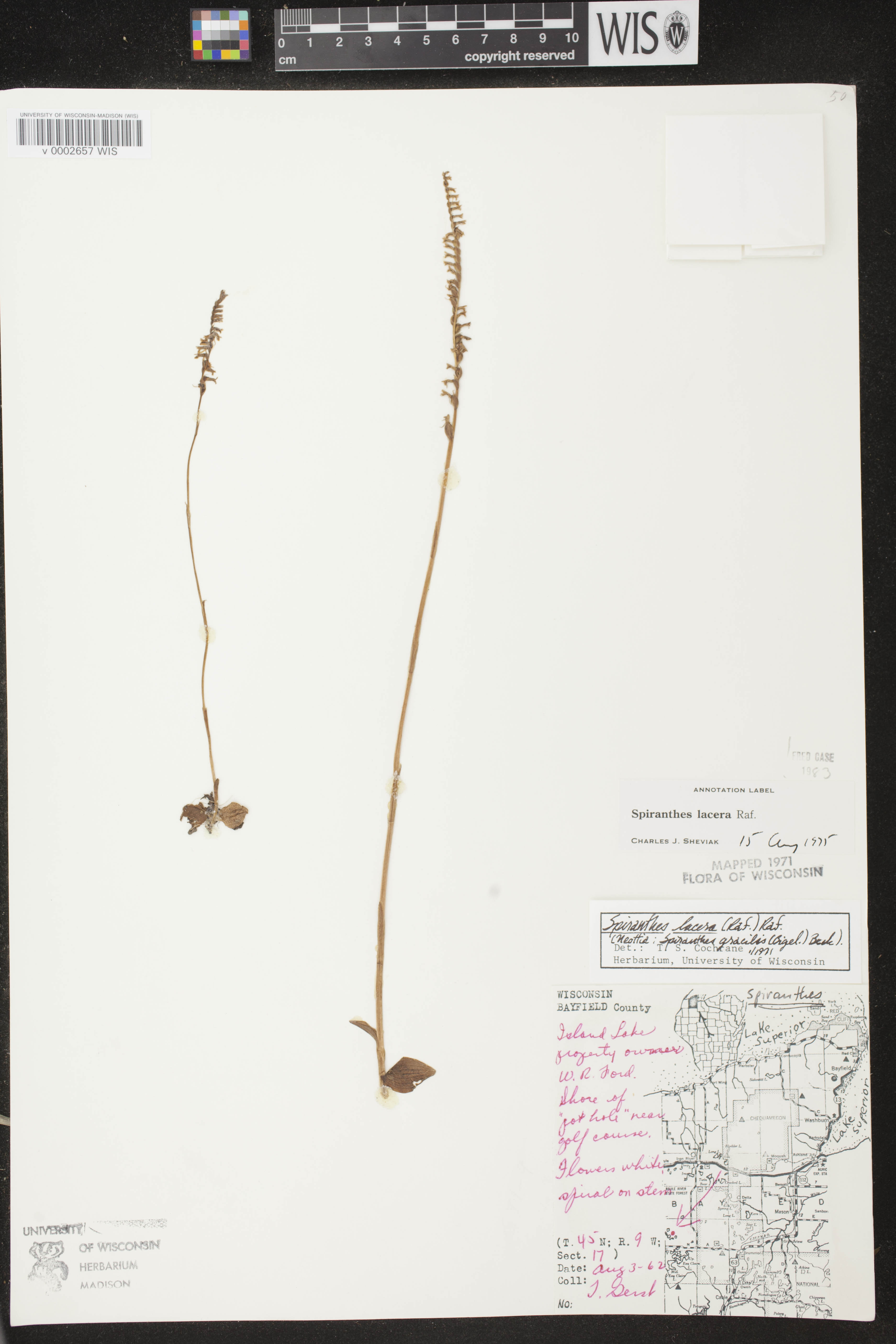 Spiranthes lacera var. lacera image
