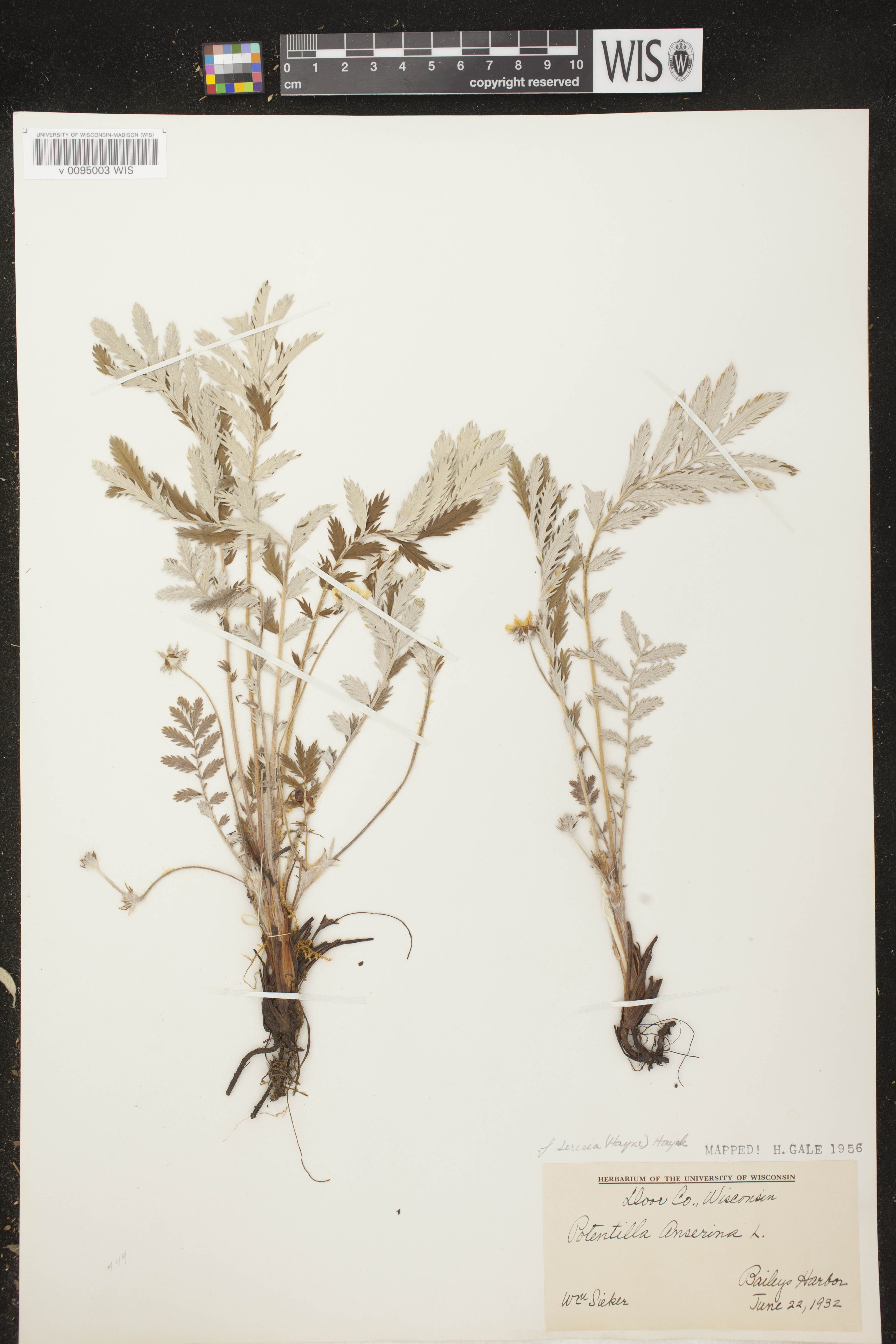 Potentilla anserina subsp. anserina image