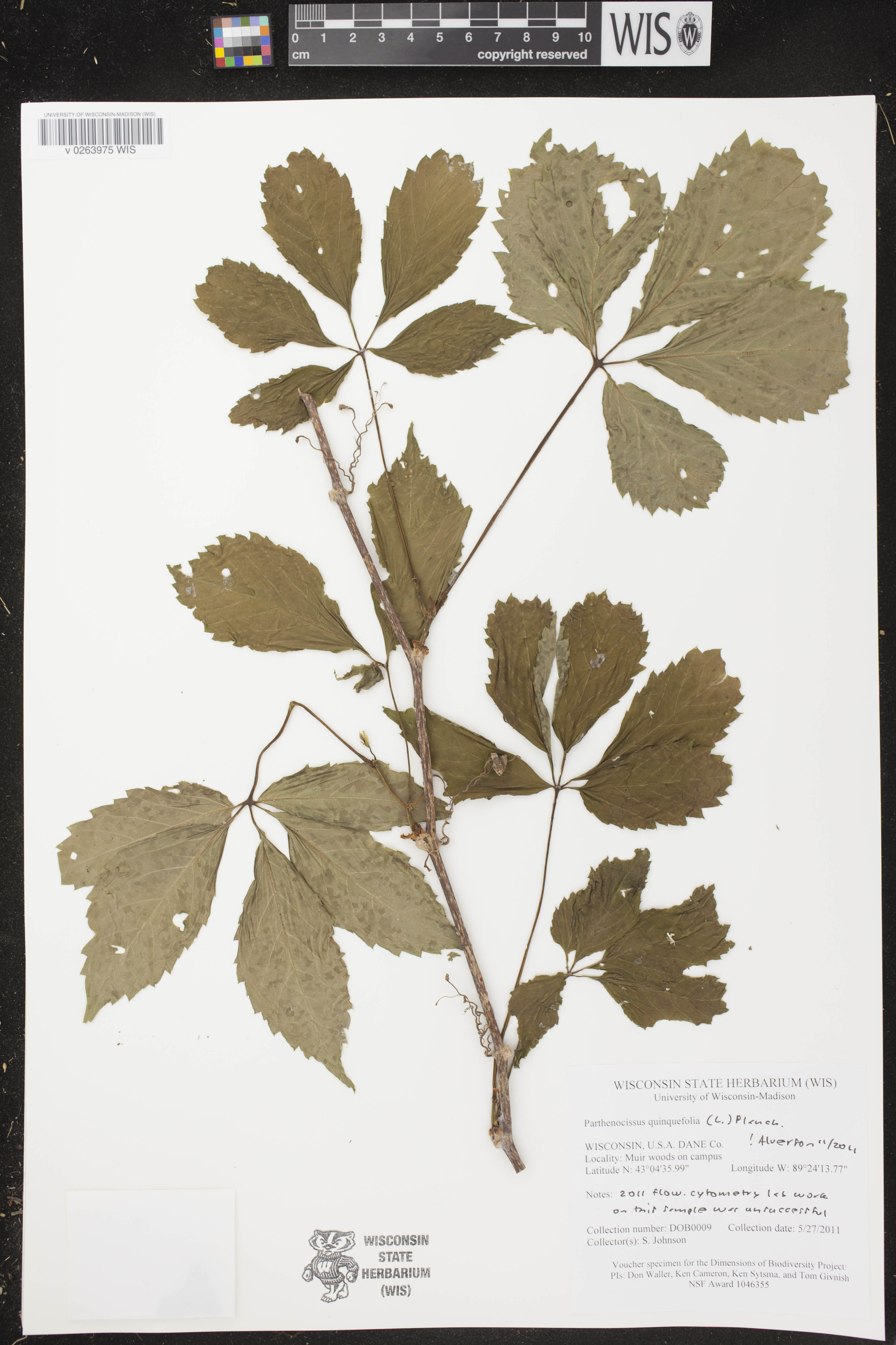 Parthenocissus quinquefolia image