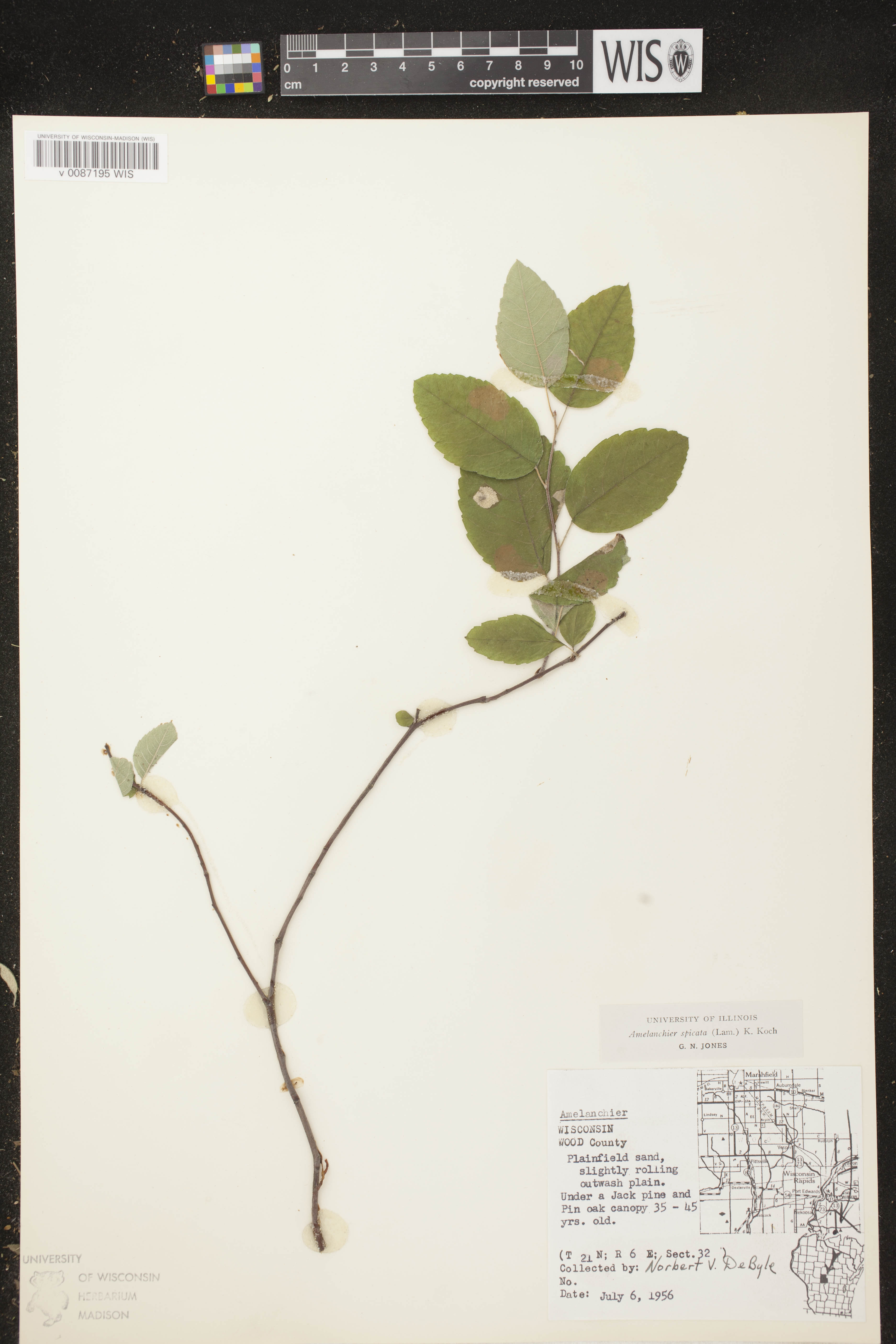 Amelanchier spicata image