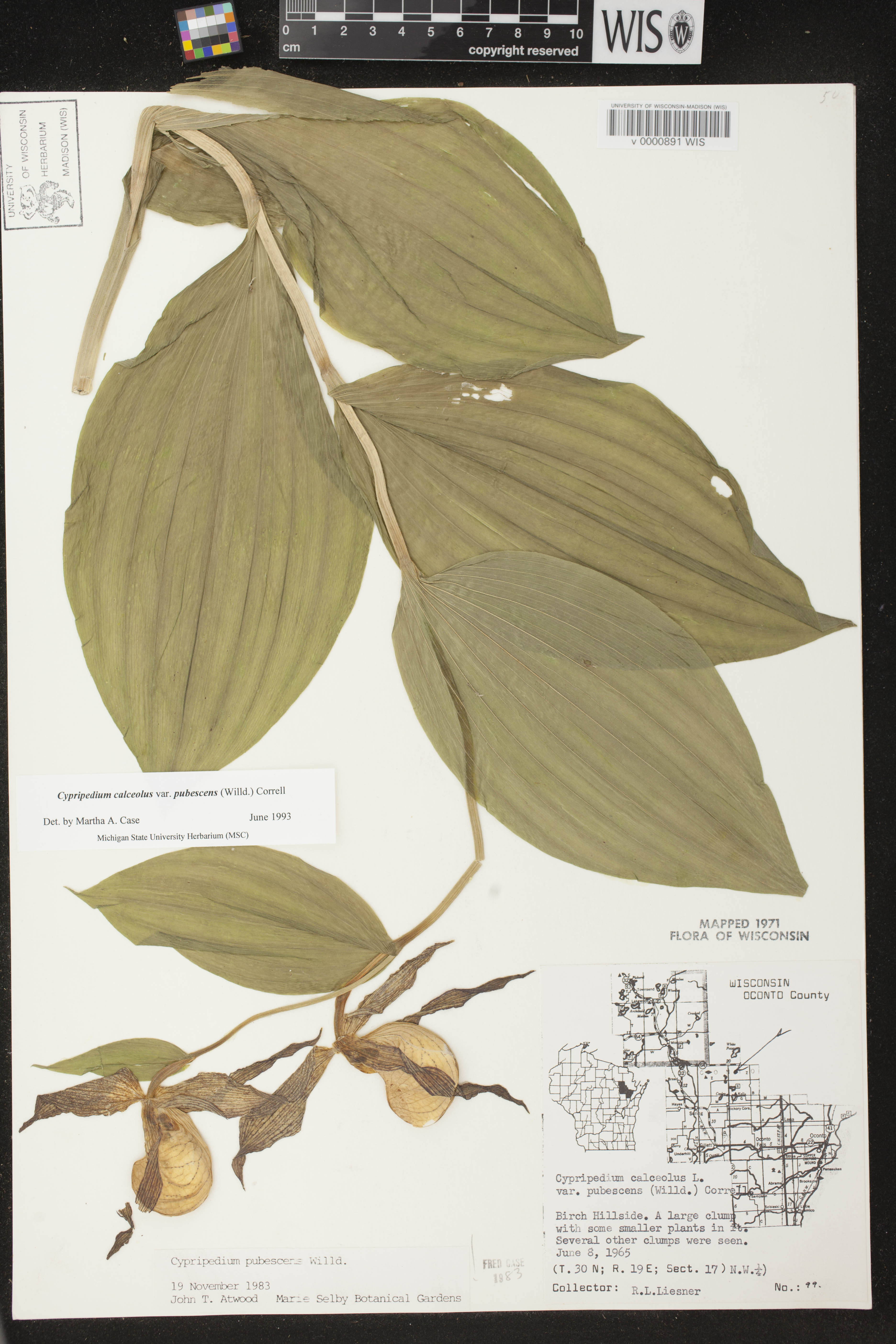Cypripedium parviflorum var. pubescens image