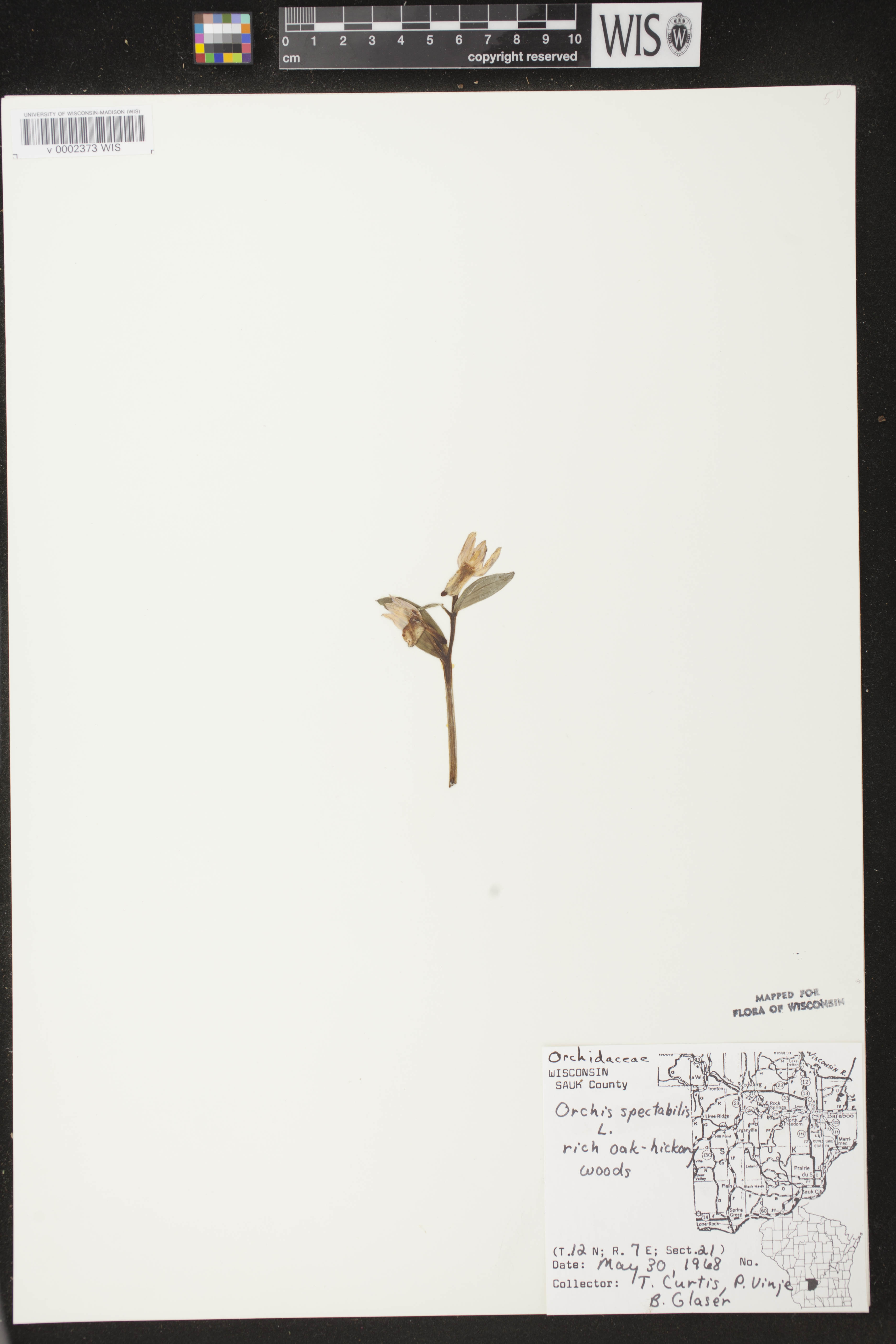 Galearis spectabilis image