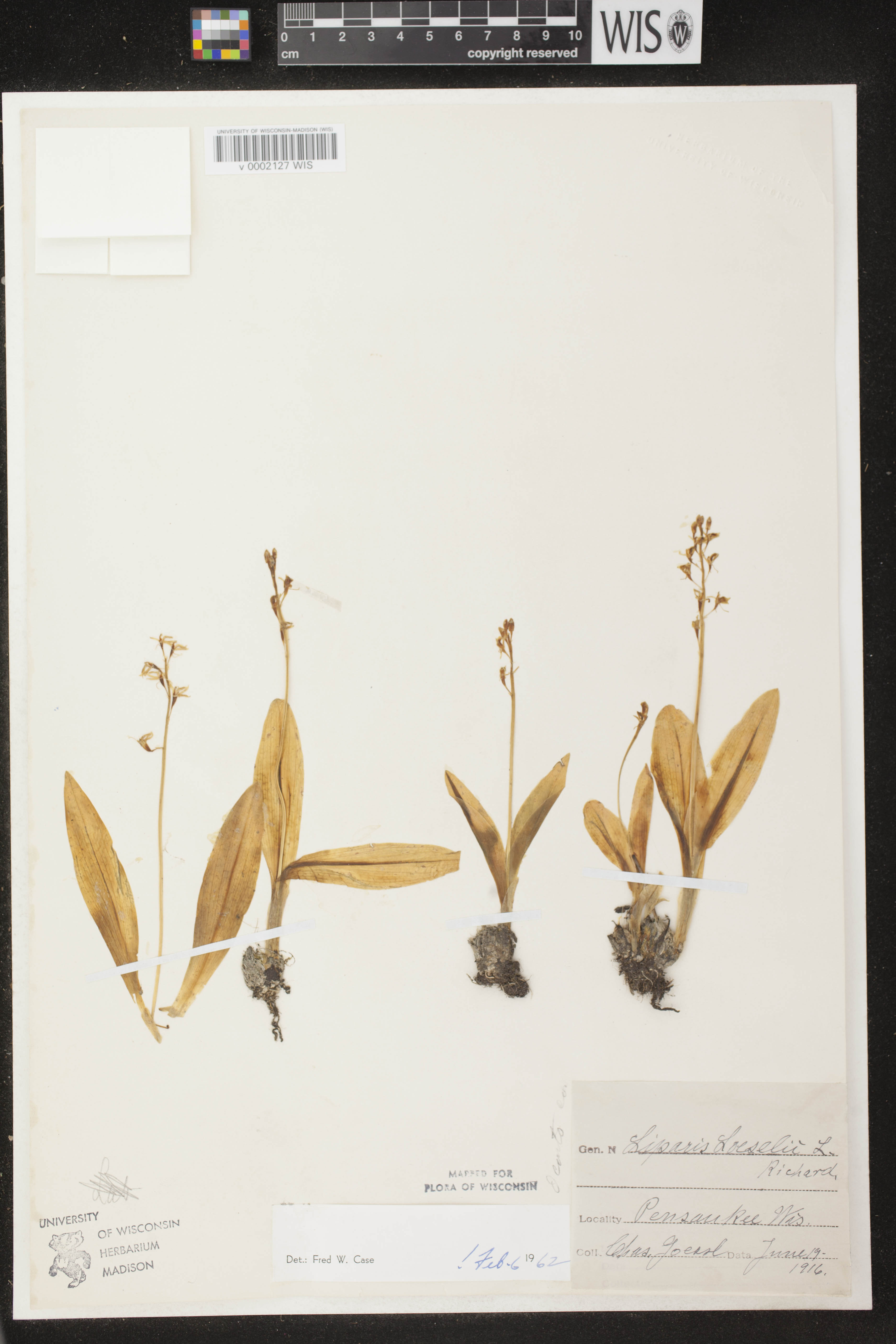 Liparis loeselii image