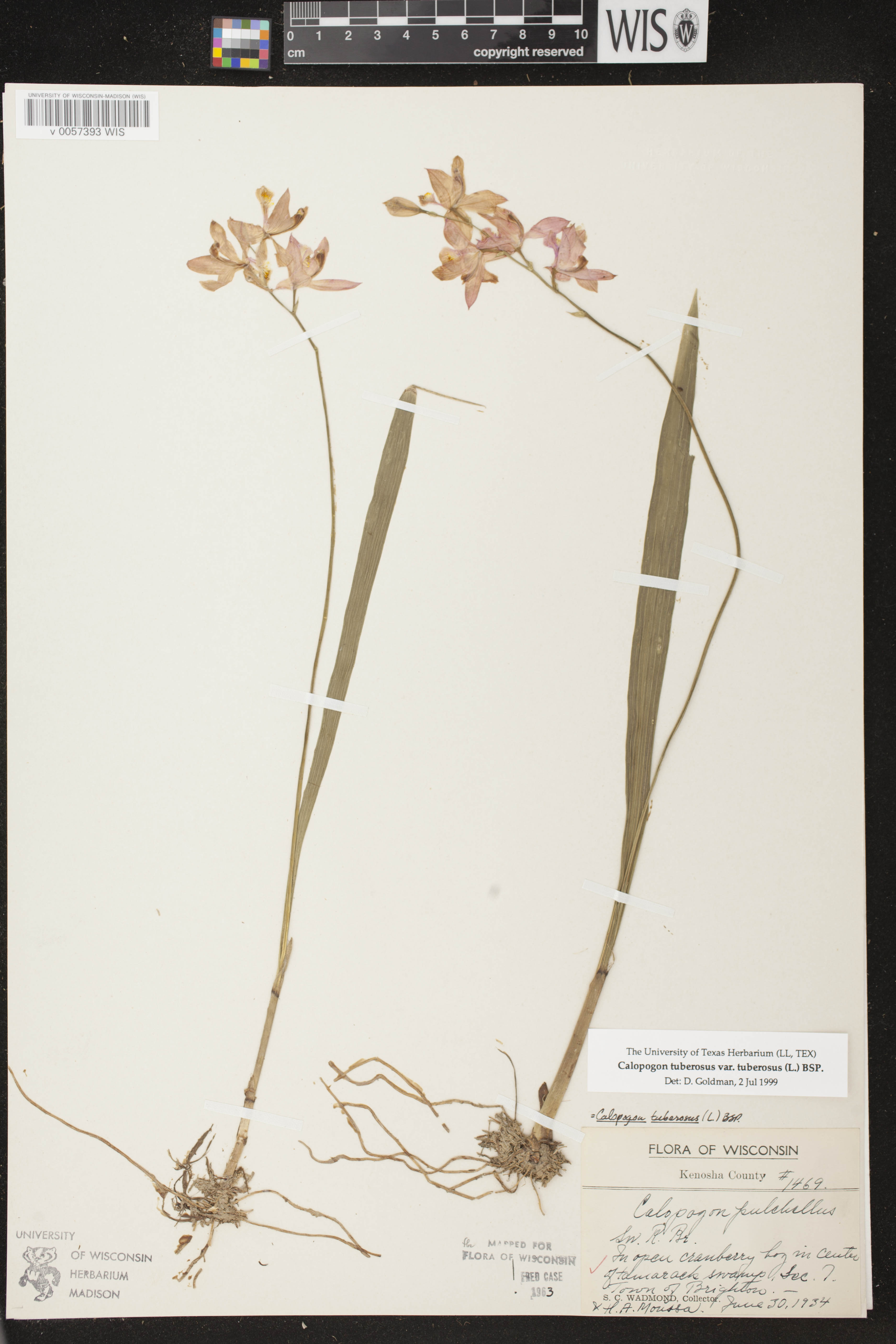 Calopogon tuberosus var. tuberosus image