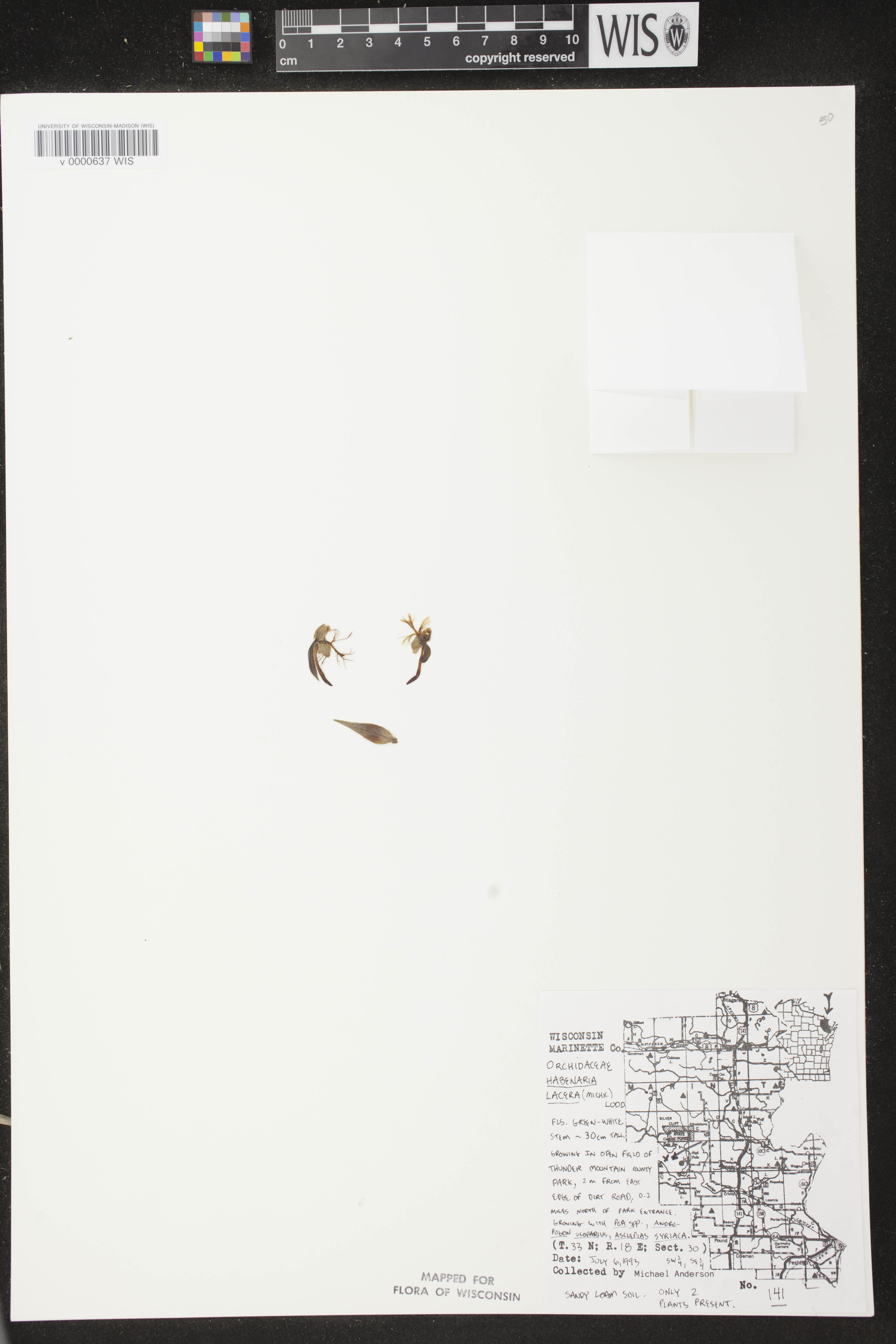 Platanthera lacera image