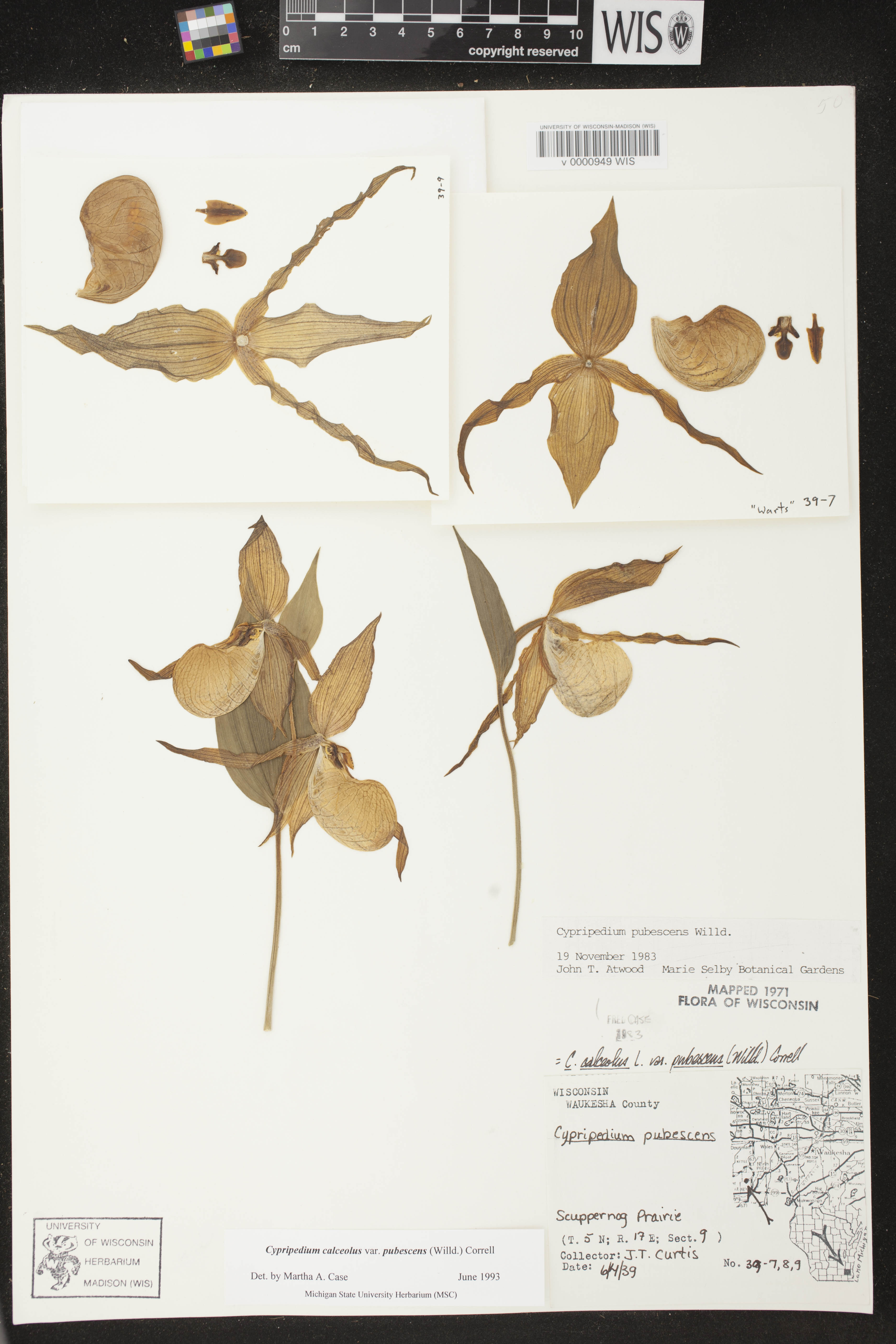 Cypripedium parviflorum image