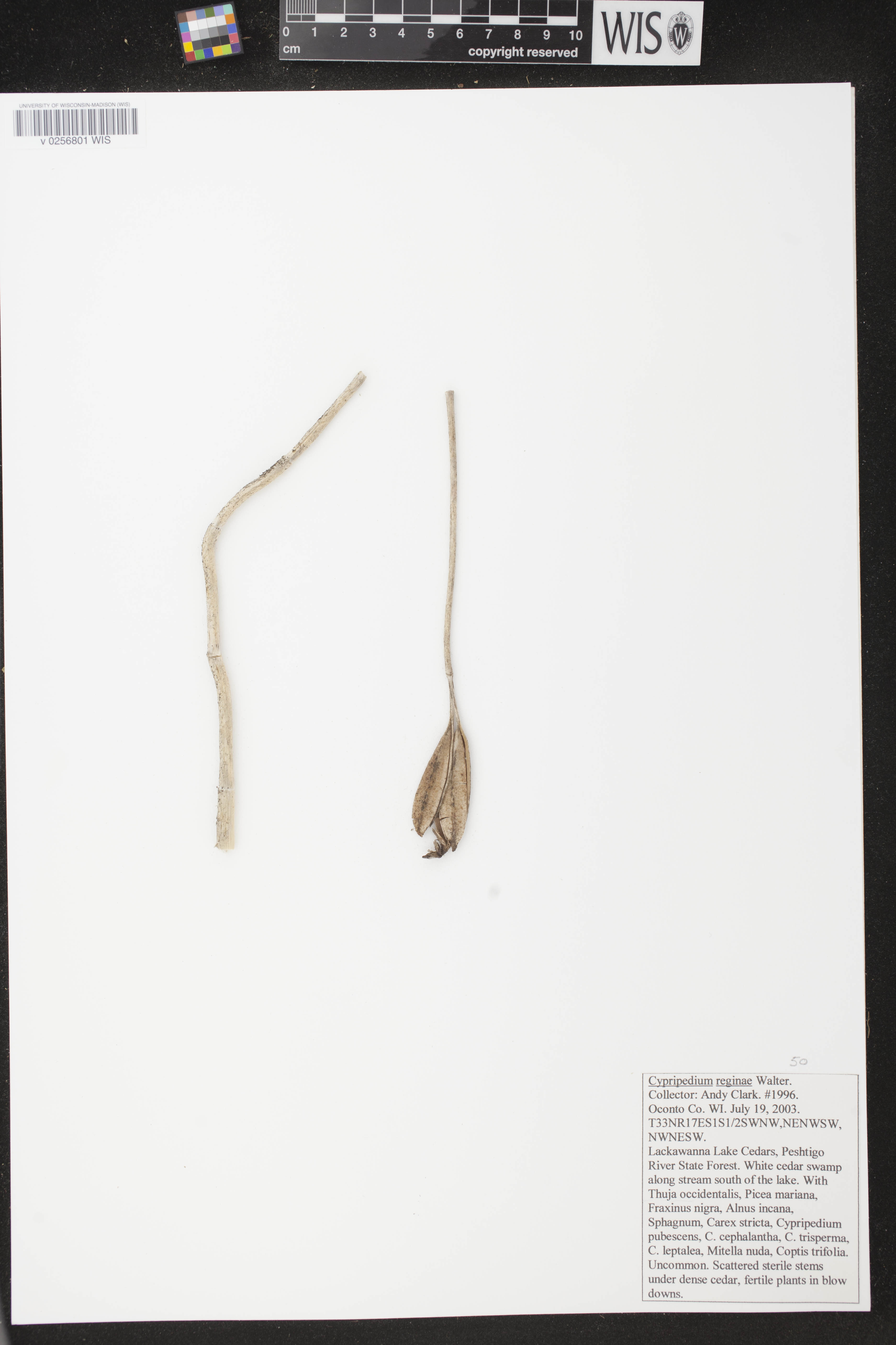 Cypripedium reginae image