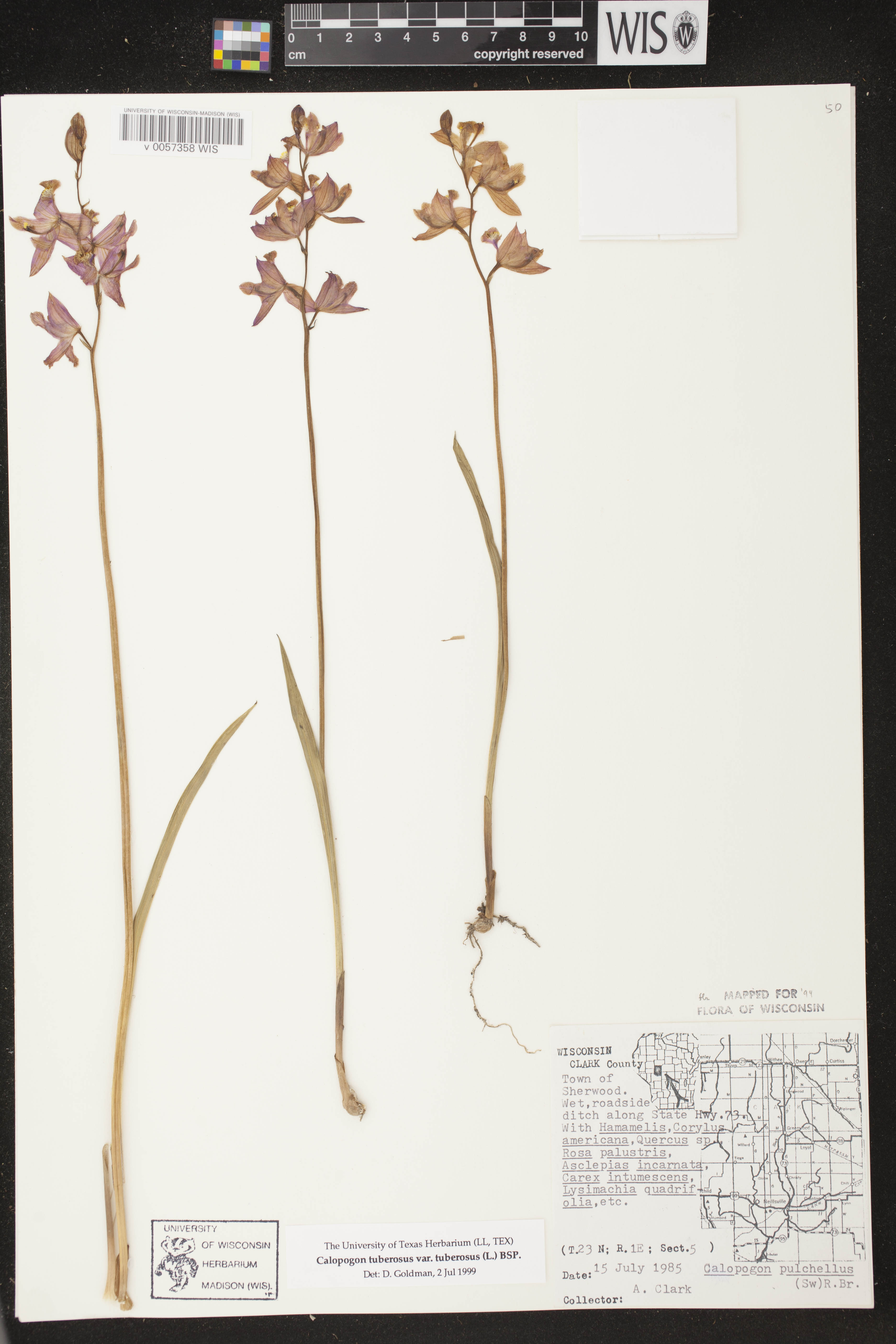 Calopogon tuberosus var. tuberosus image