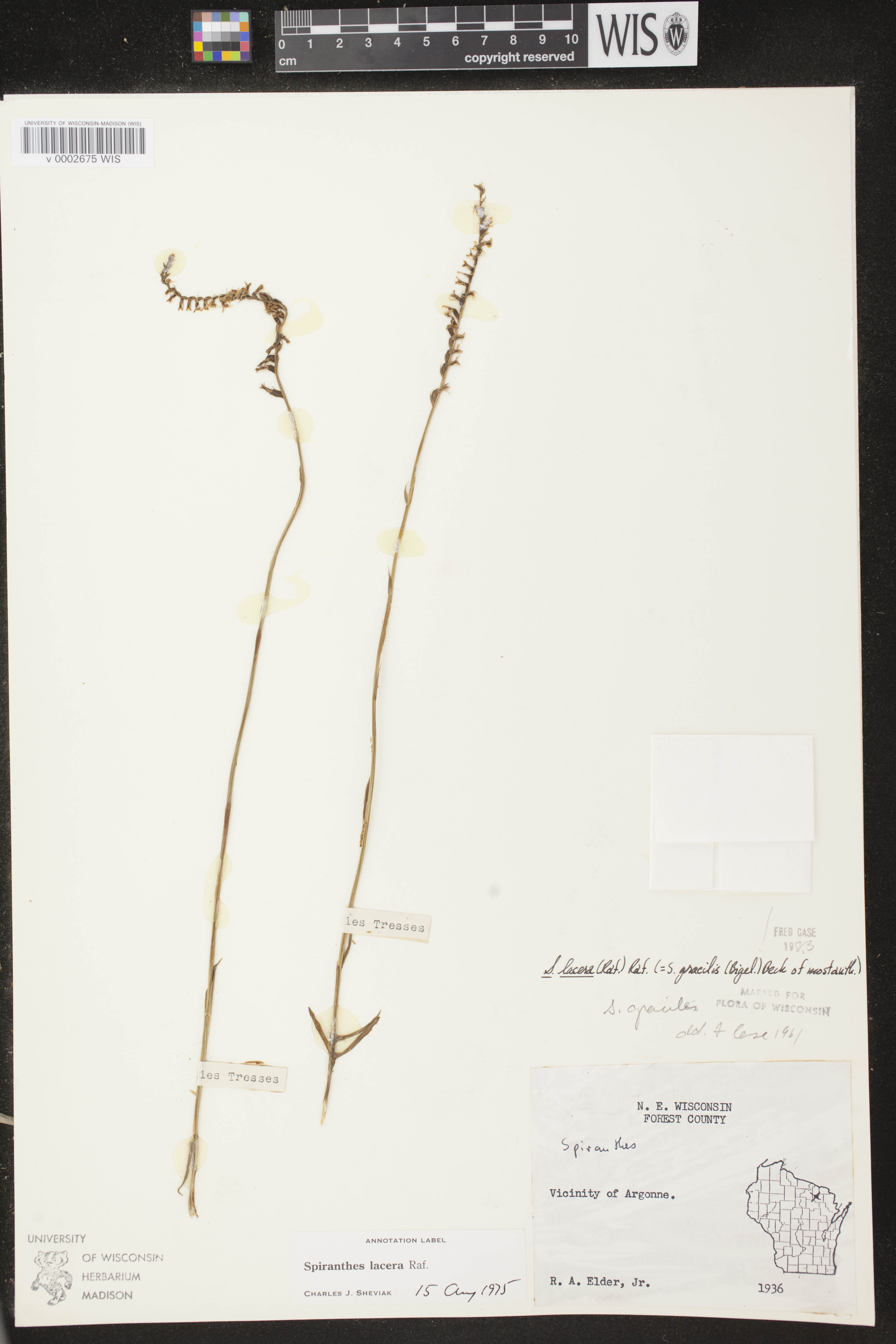 Spiranthes lacera var. lacera image