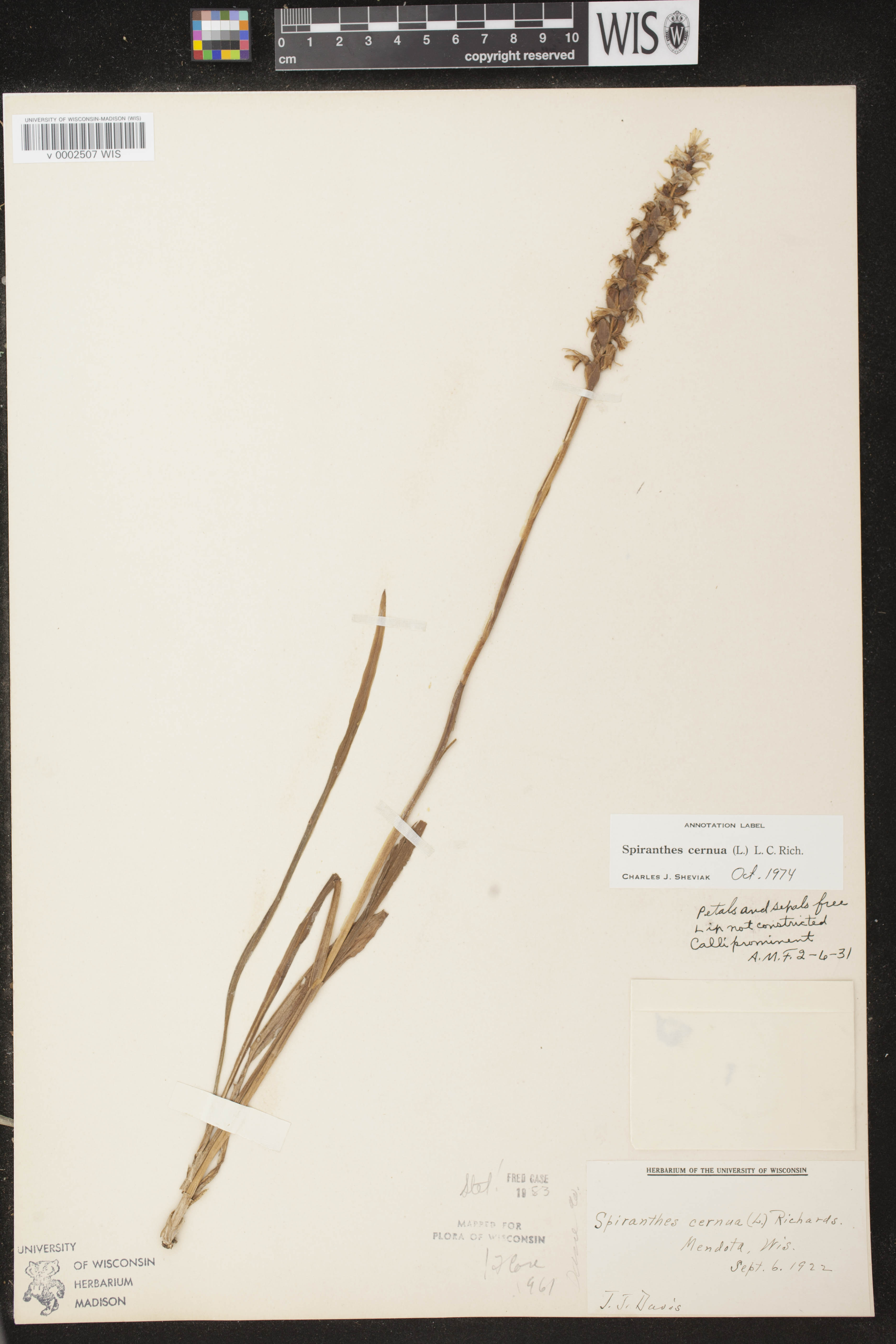 Spiranthes cernua image