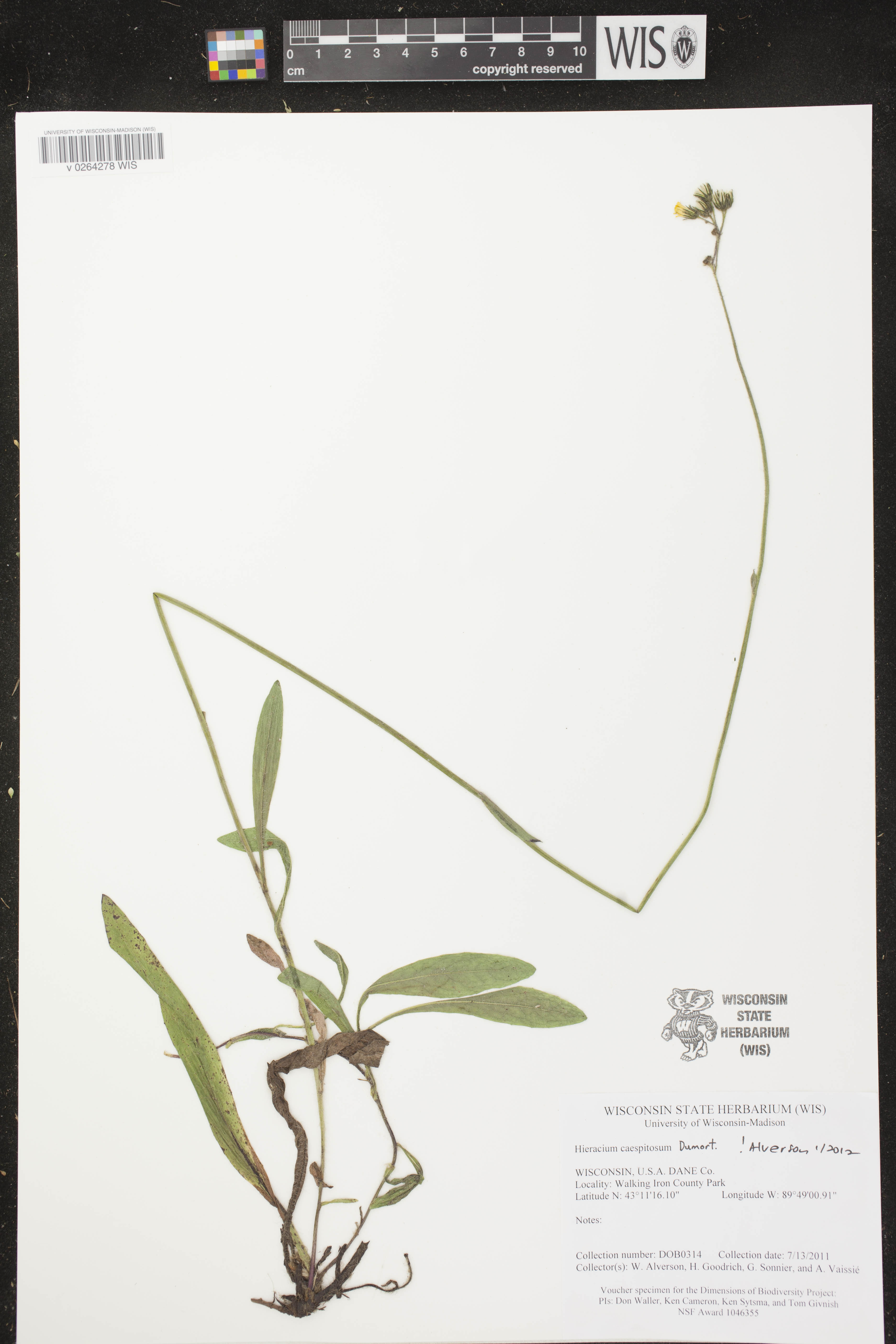 Hieracium caespitosum image