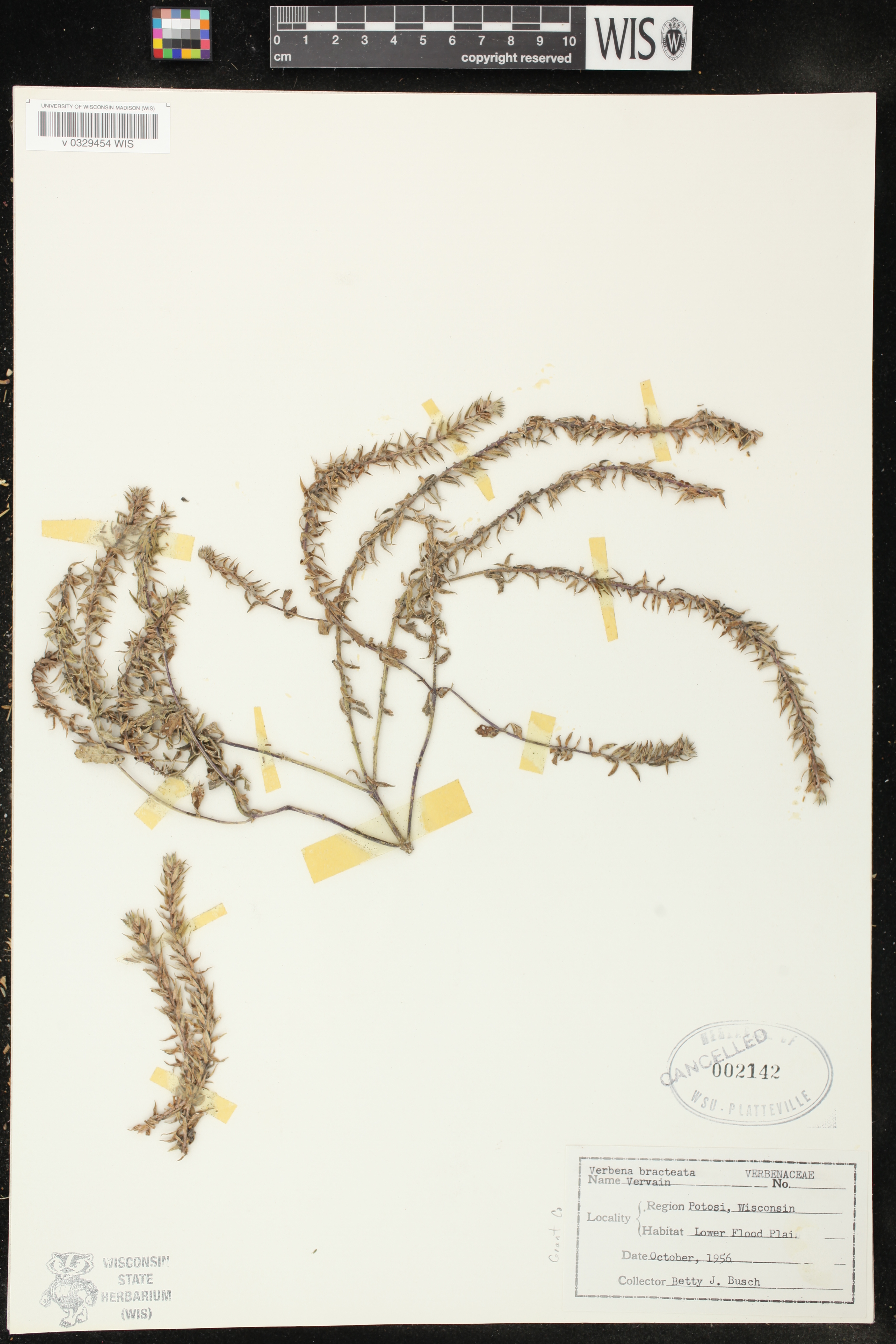 Verbena bracteata image