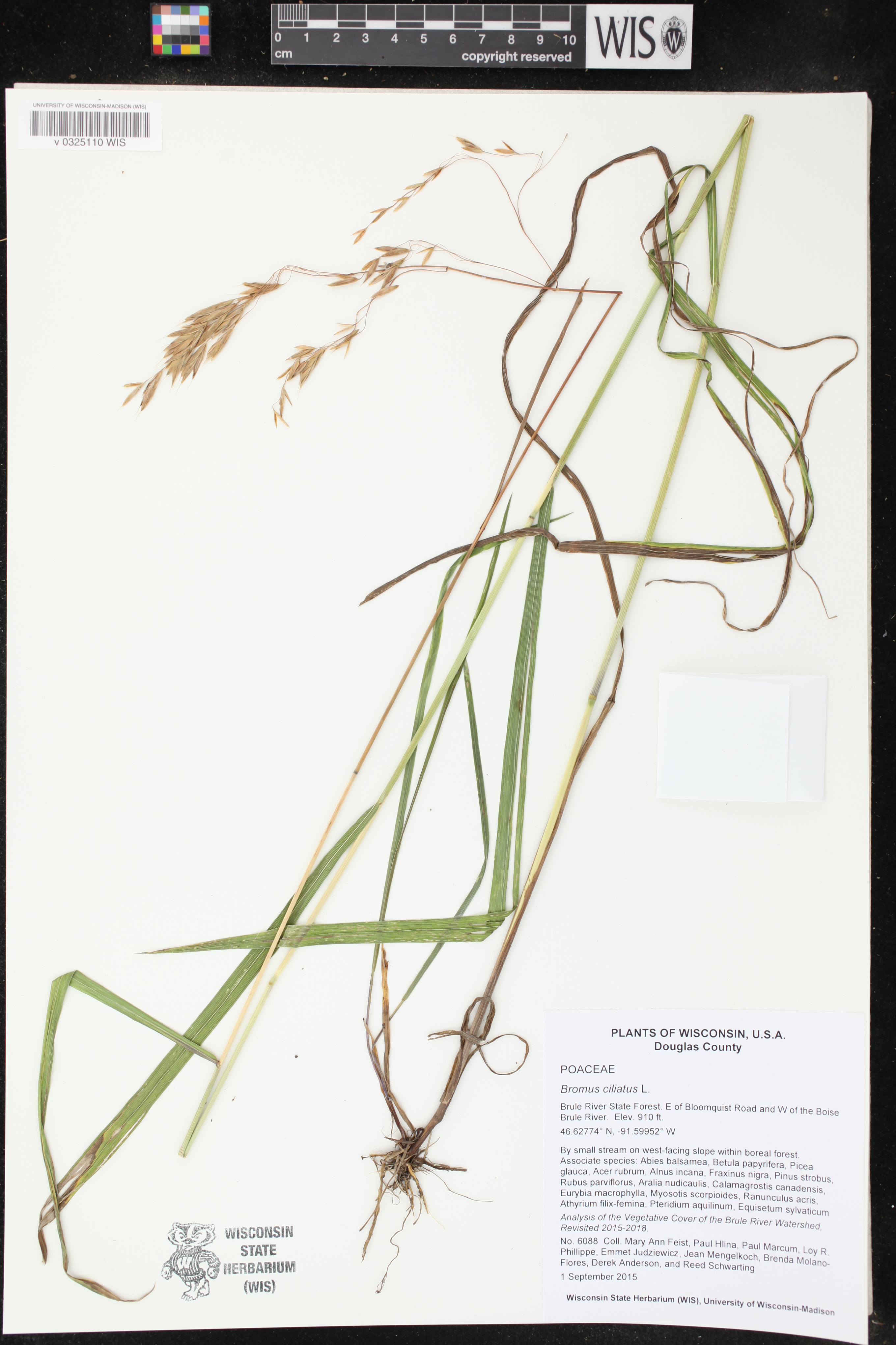 Bromus ciliatus image