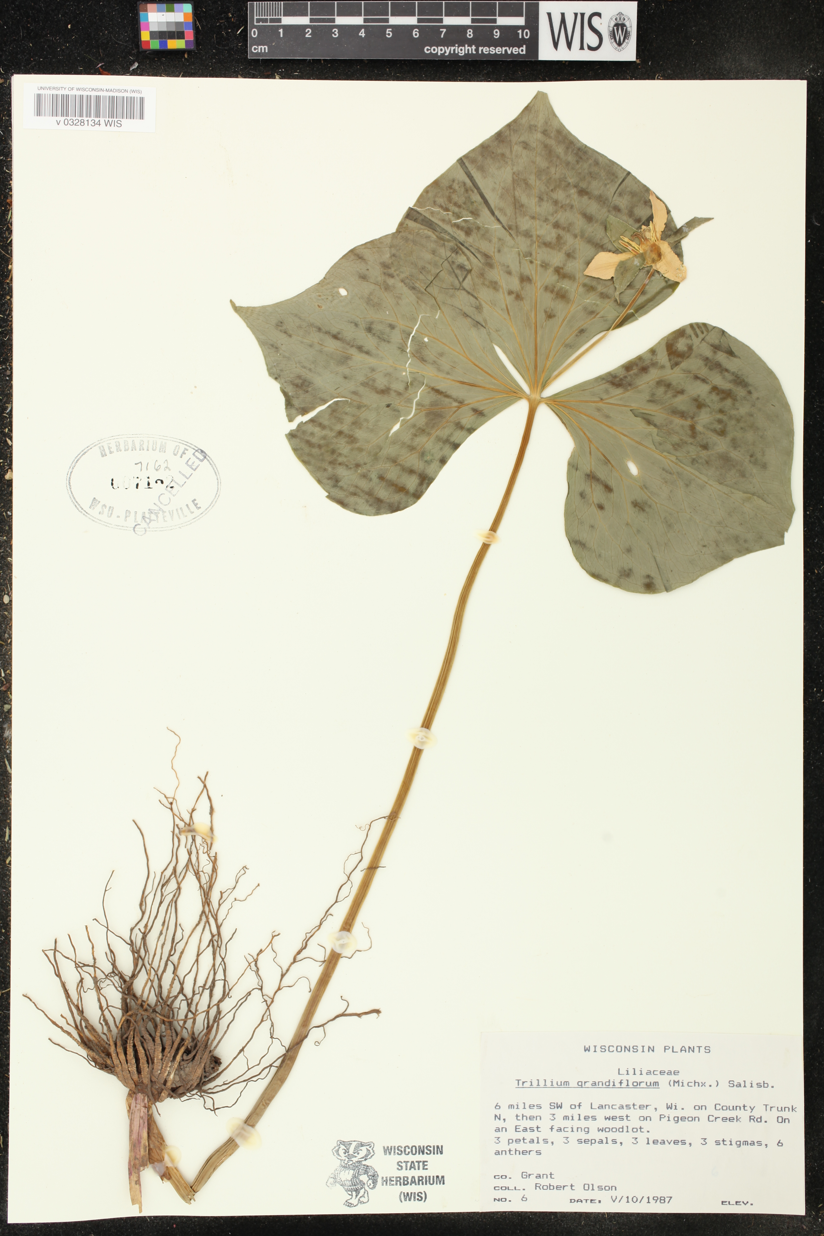 Trillium grandiflorum image