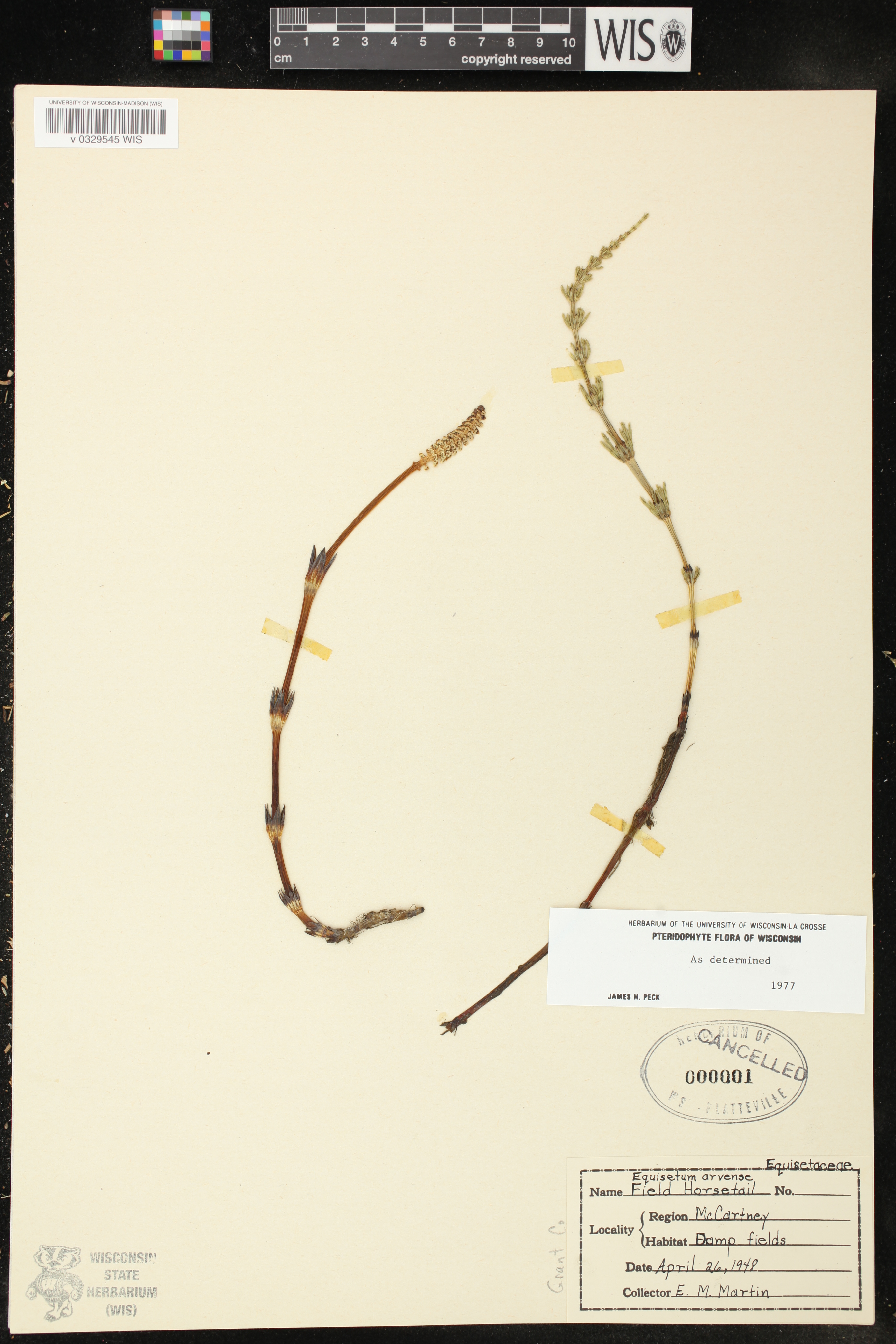 Equisetum arvense image