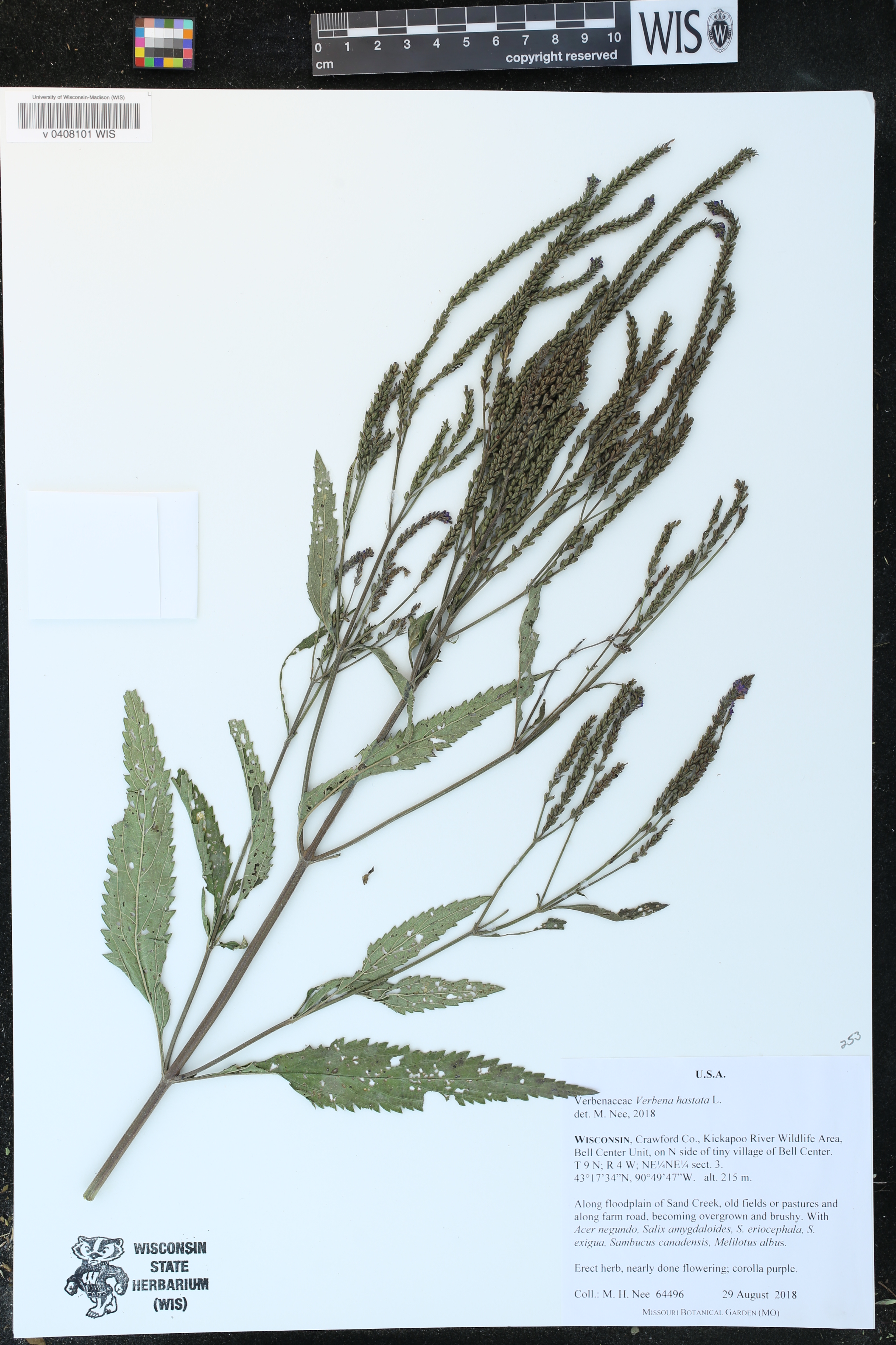 Verbena hastata image