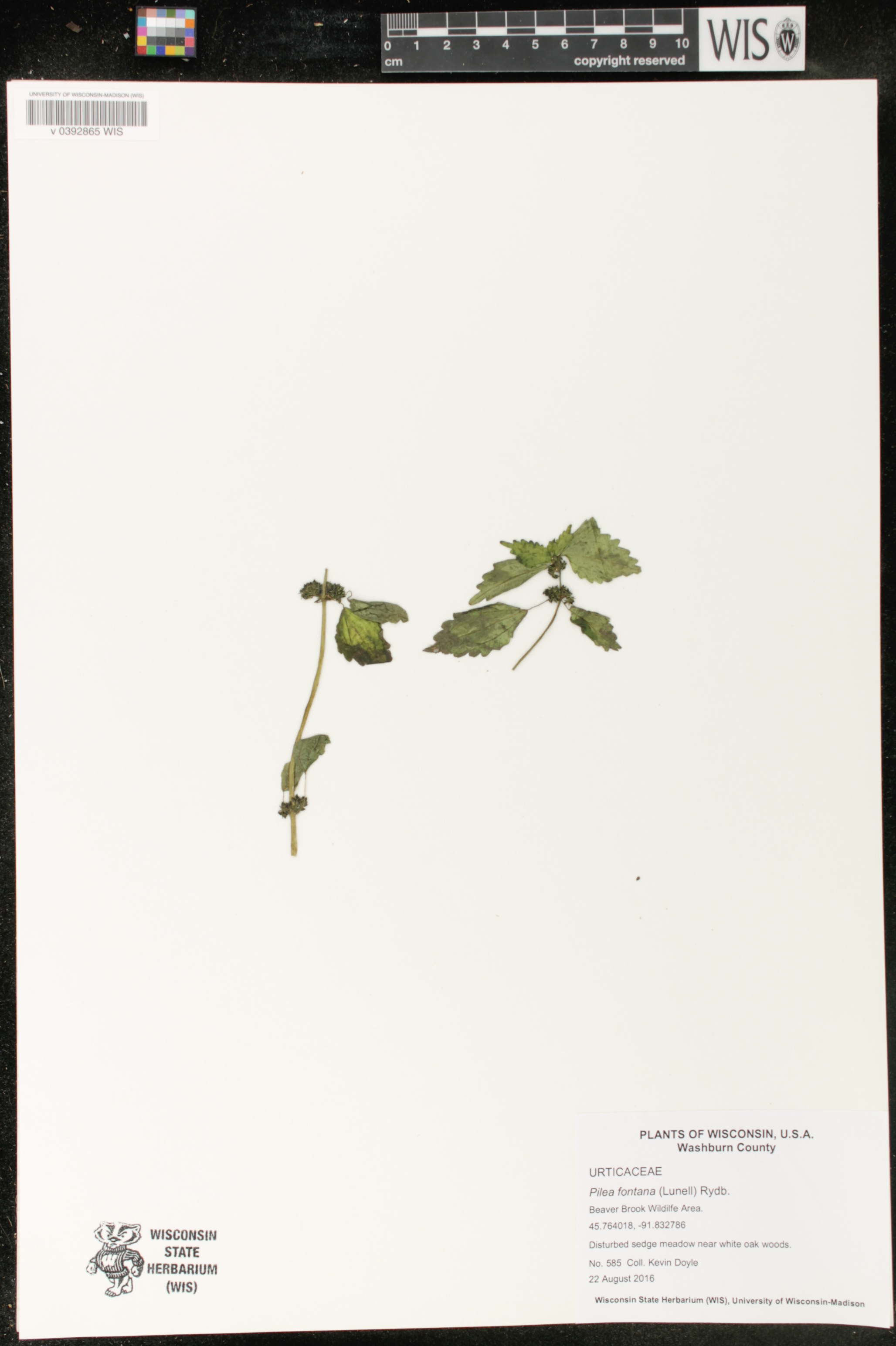 Pilea fontana image