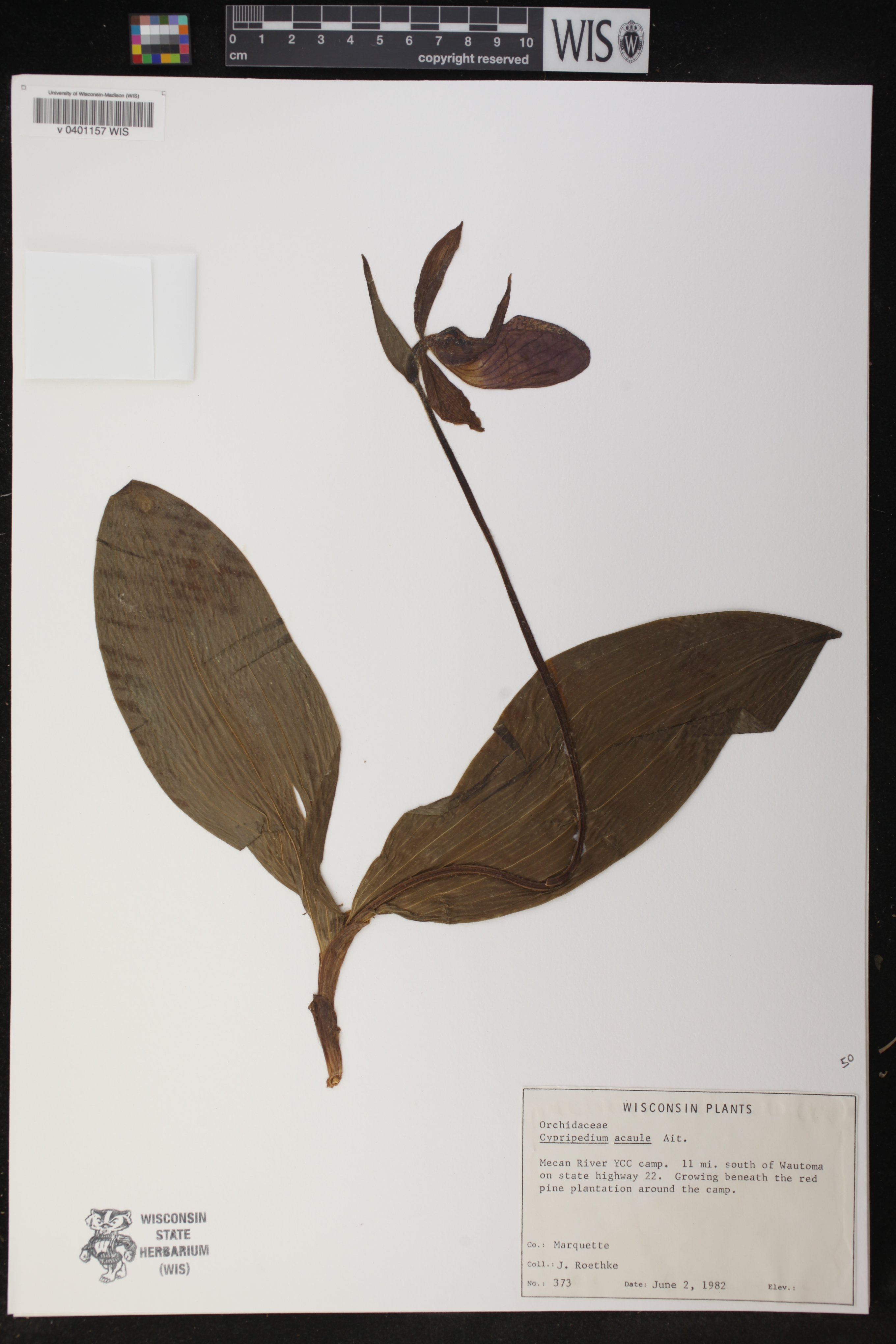 Cypripedium acaule image